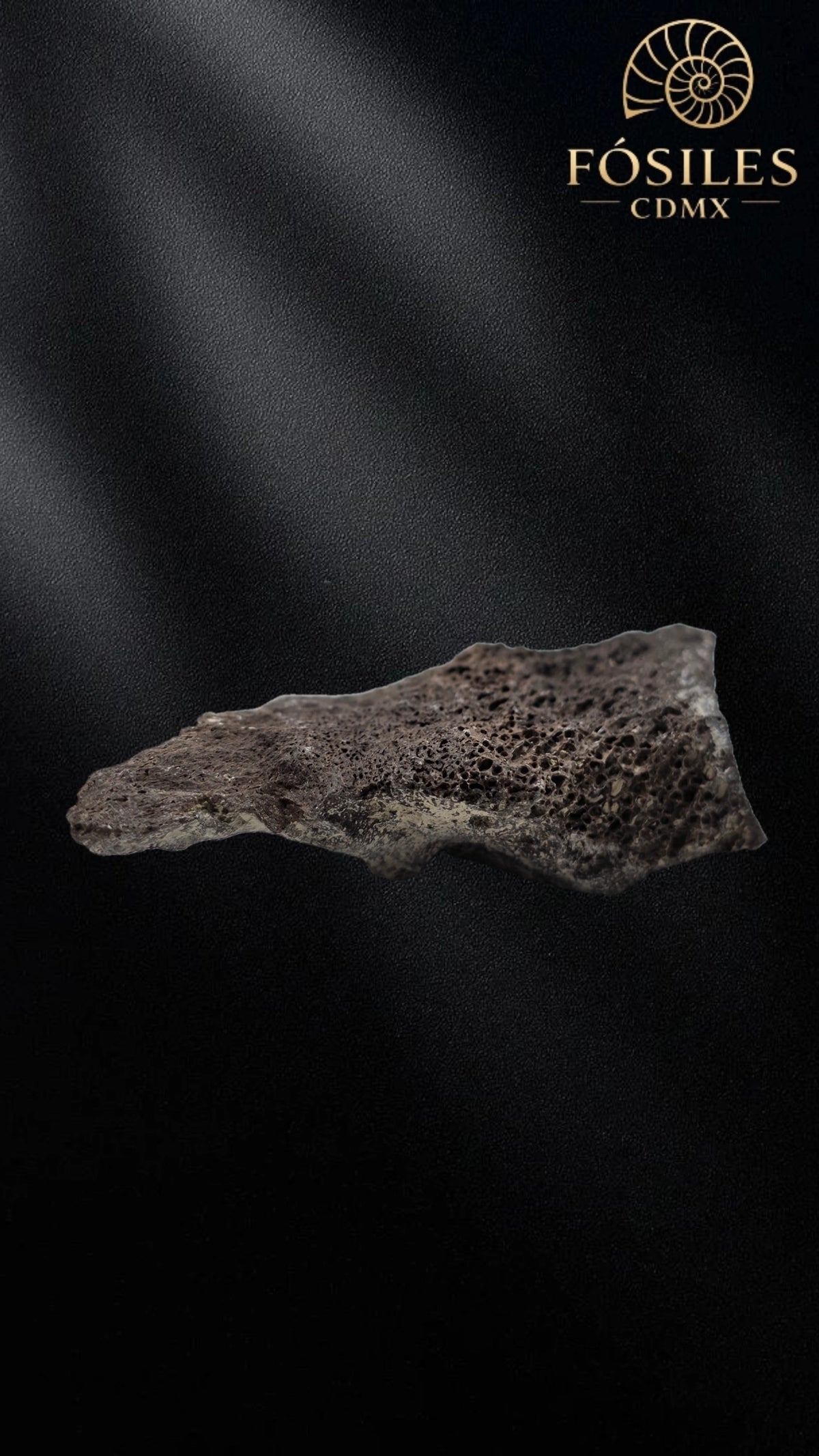 Fragmento de hueso de mamut #6