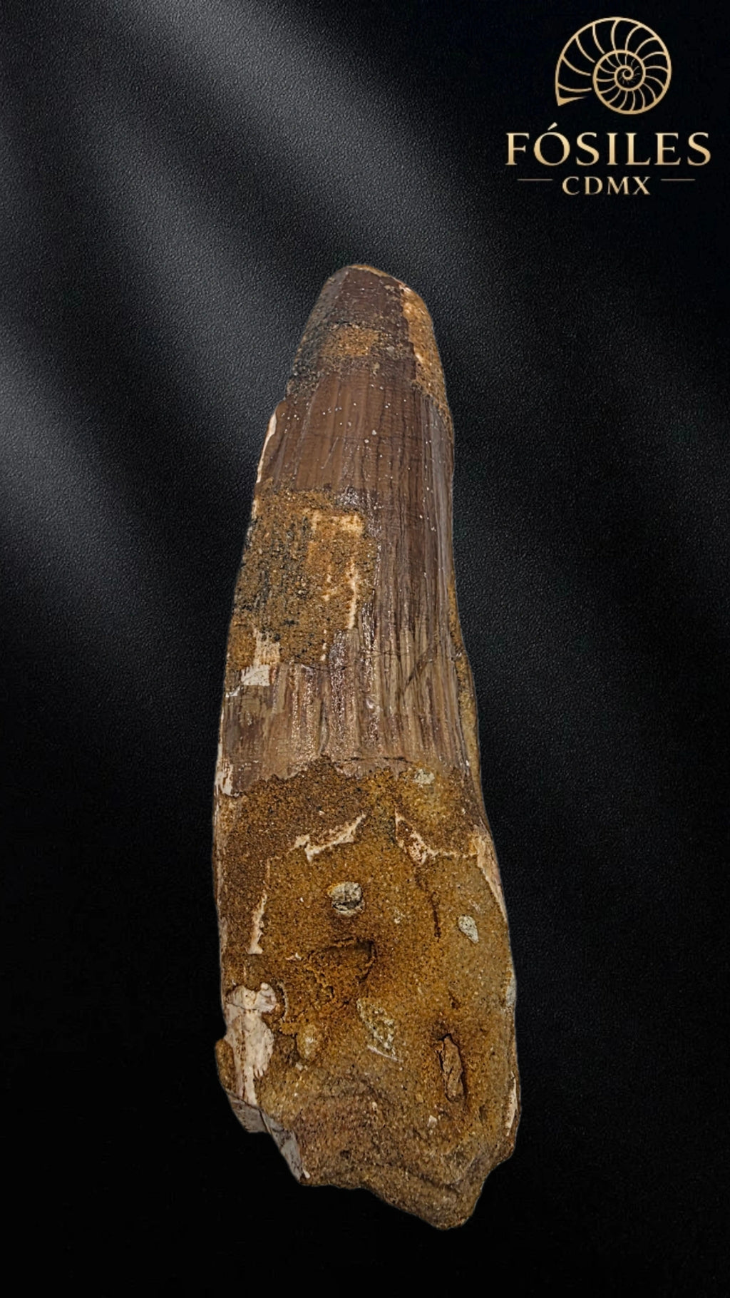 Diente grande de spinosaurus