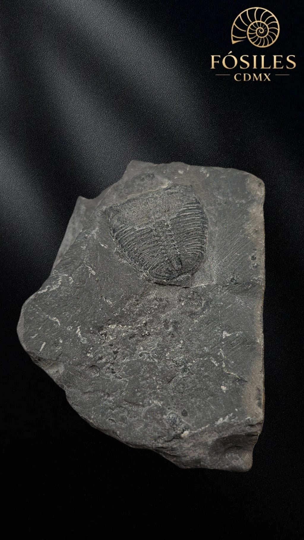 Trilobite elrathia kingii #6