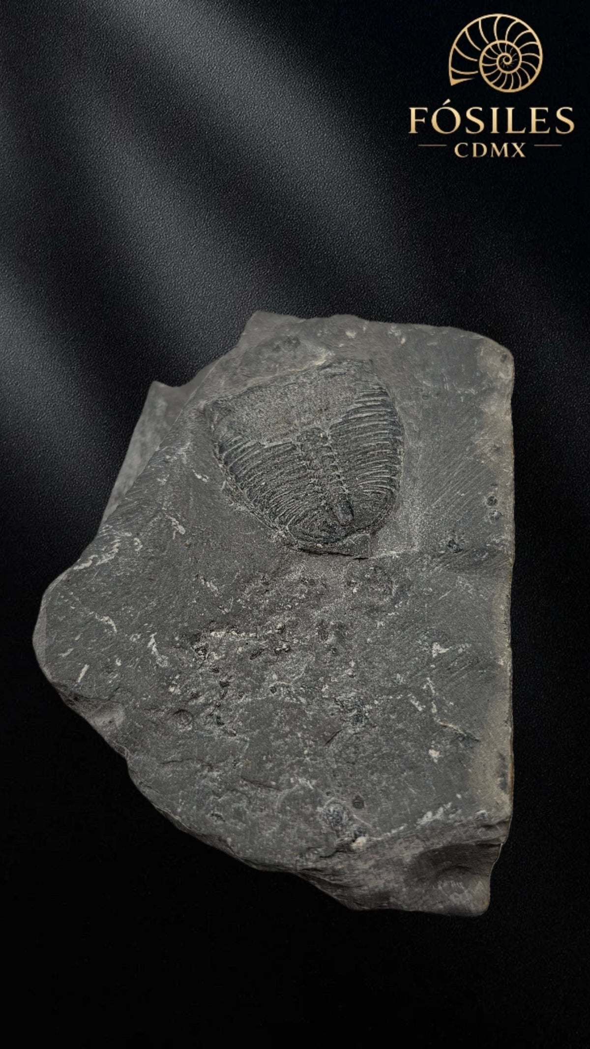 Trilobite elrathia kingii #6