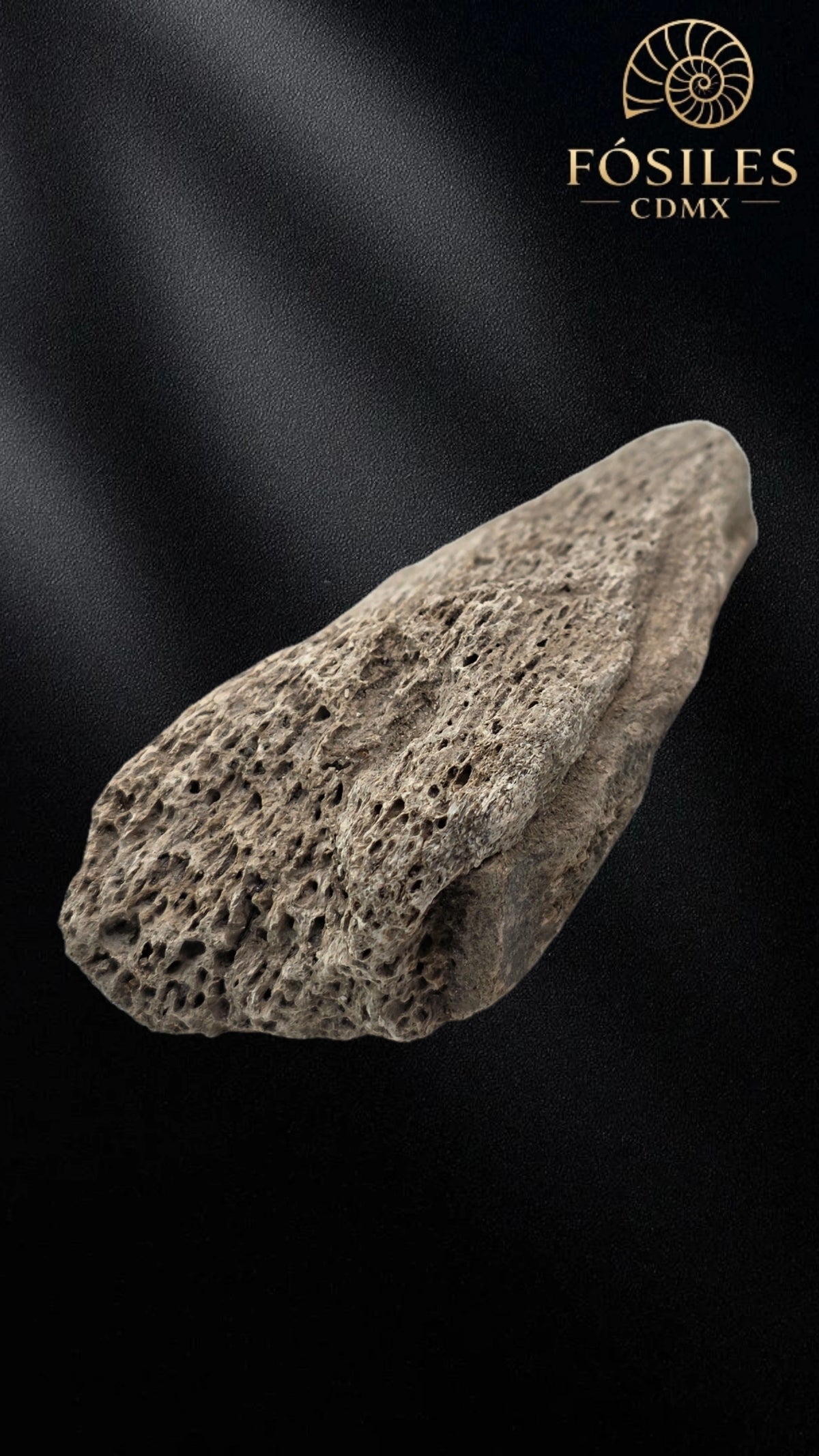 Fragmento de hueso de mamut #12