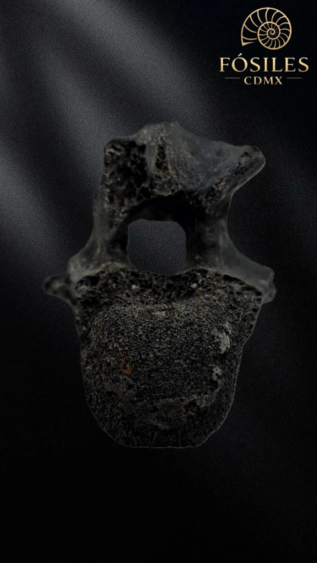 Vertebra de alligator #3