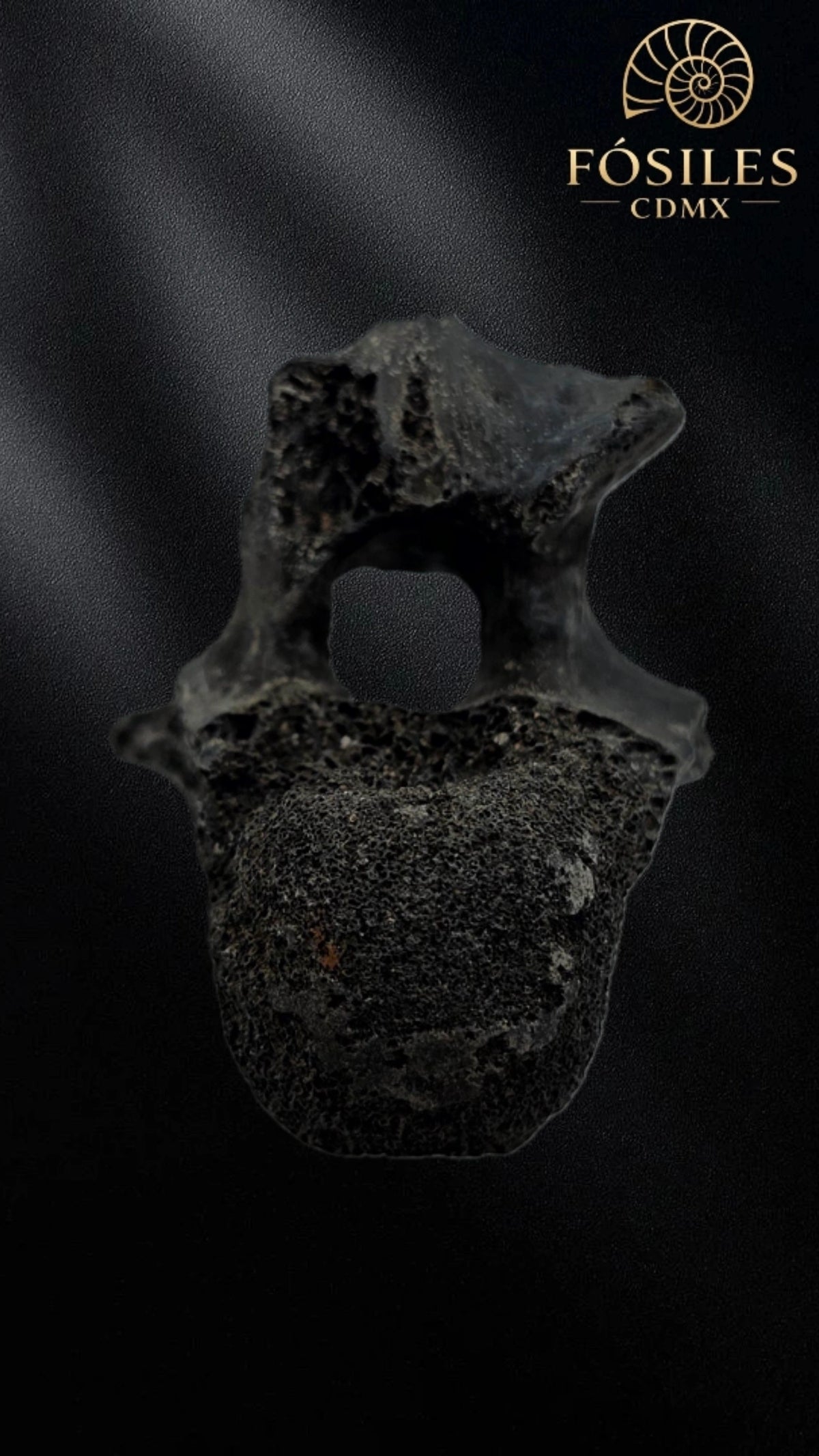 Vertebra de alligator #3