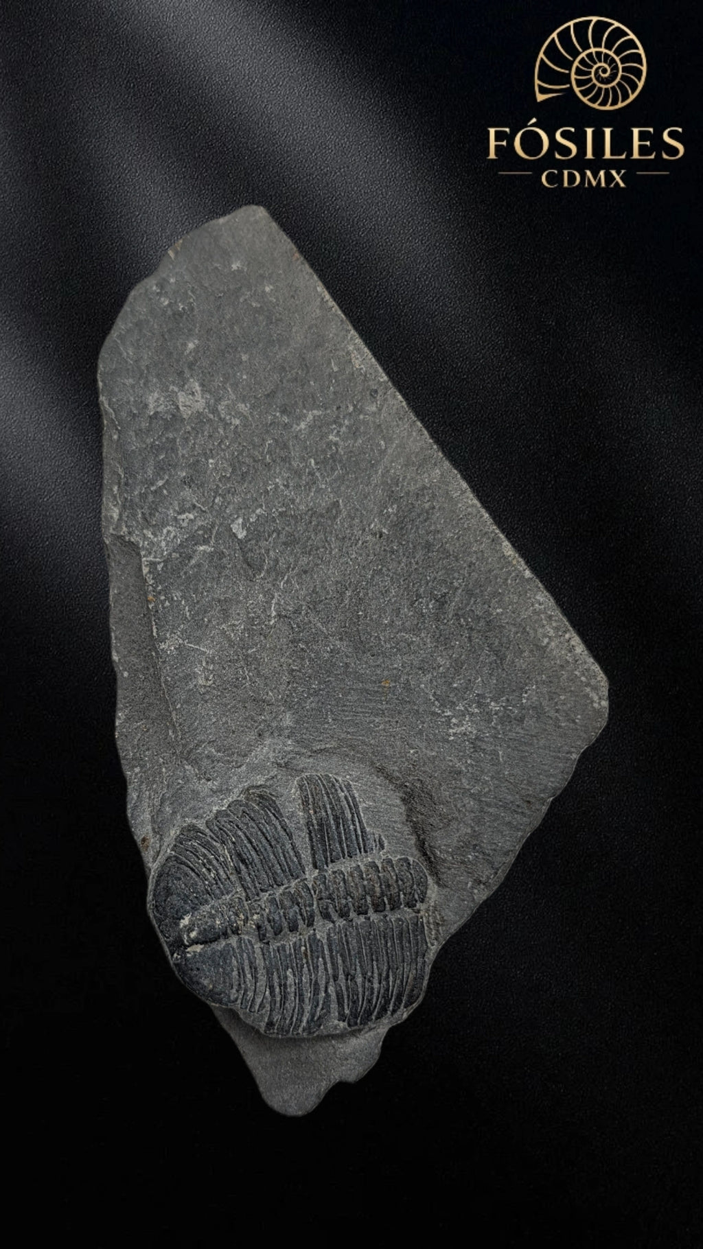 Trilobite elrathia kingii #9