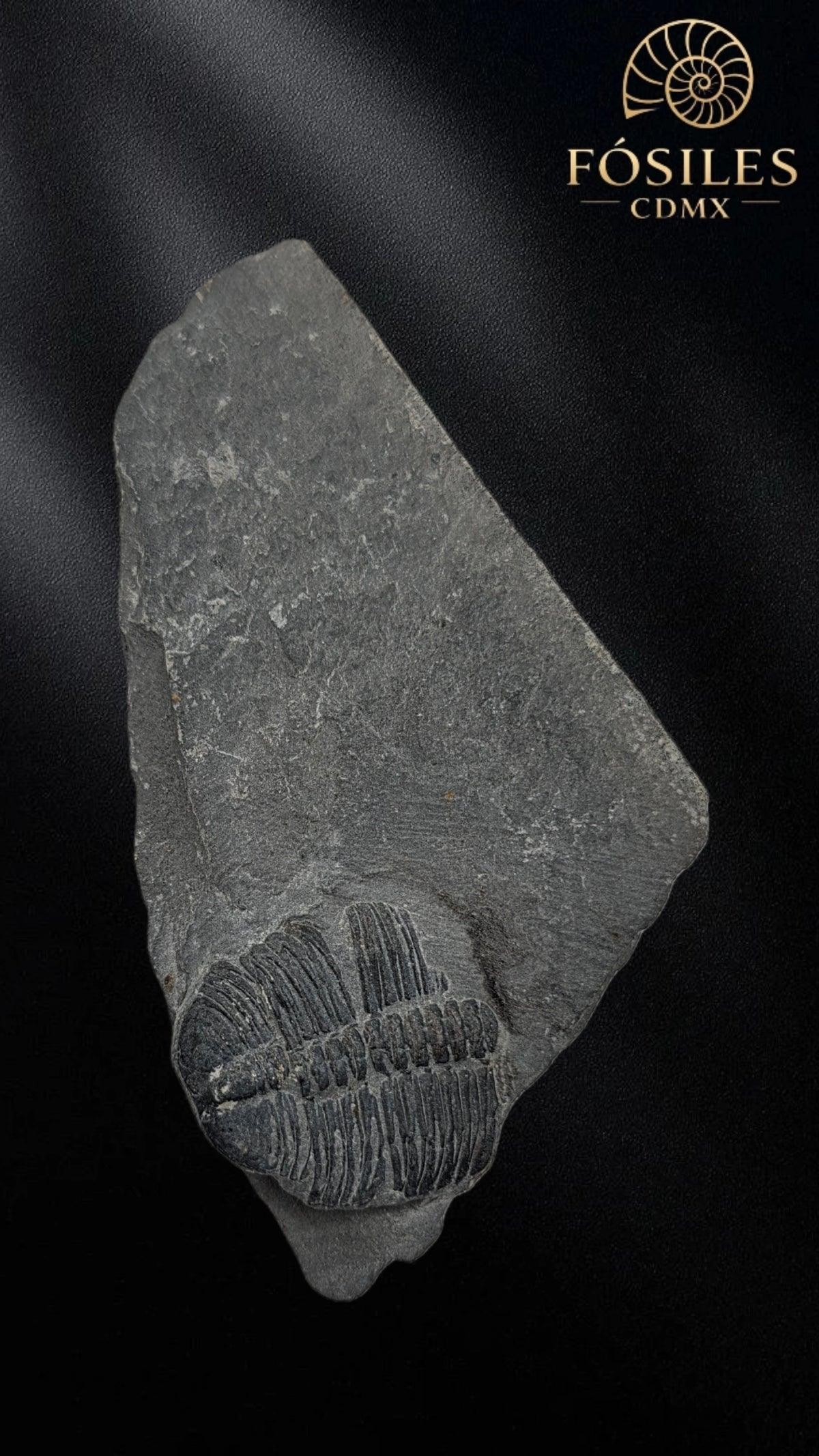 Trilobite elrathia kingii #9