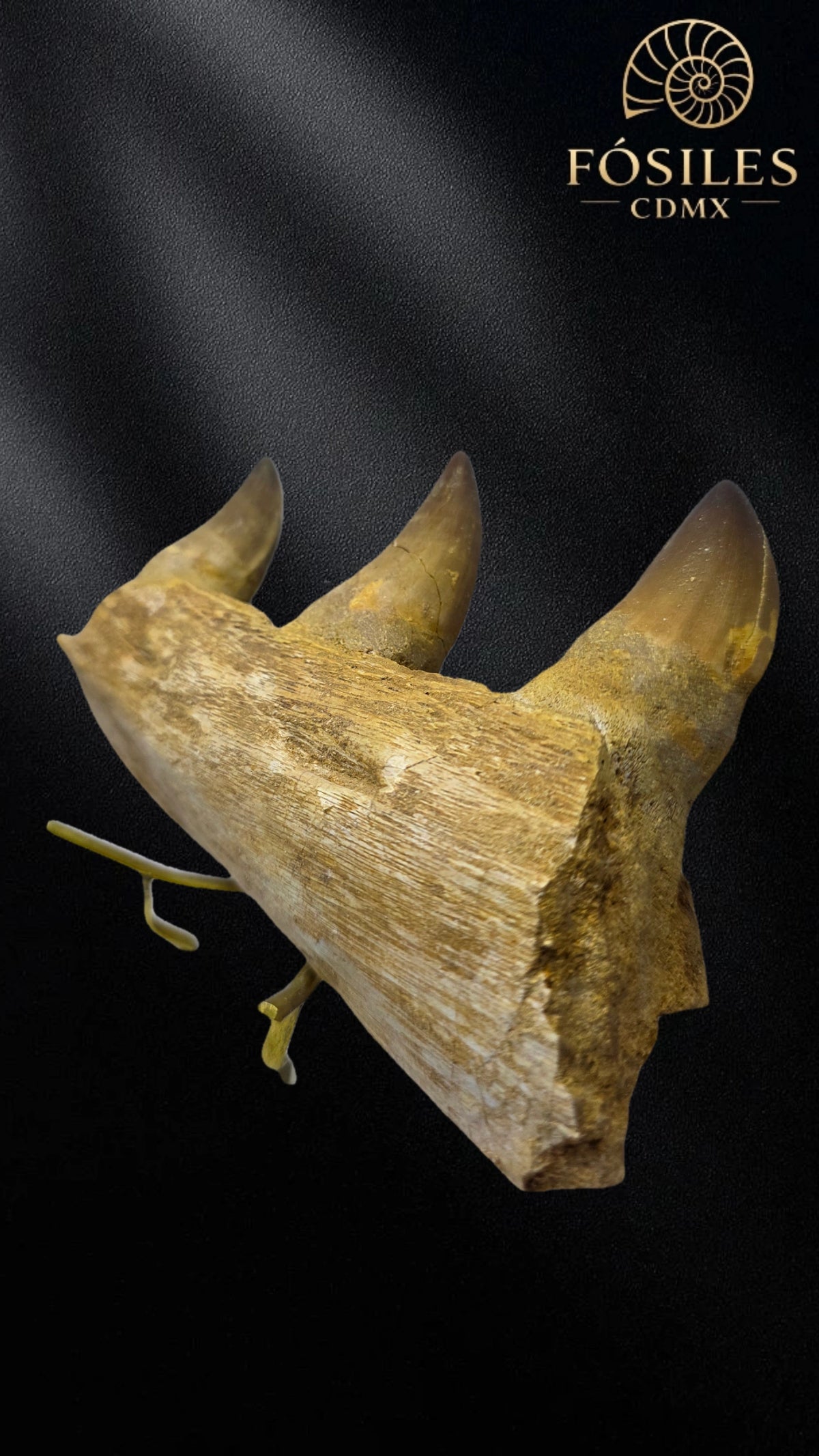 Mandibula de mosasaurio