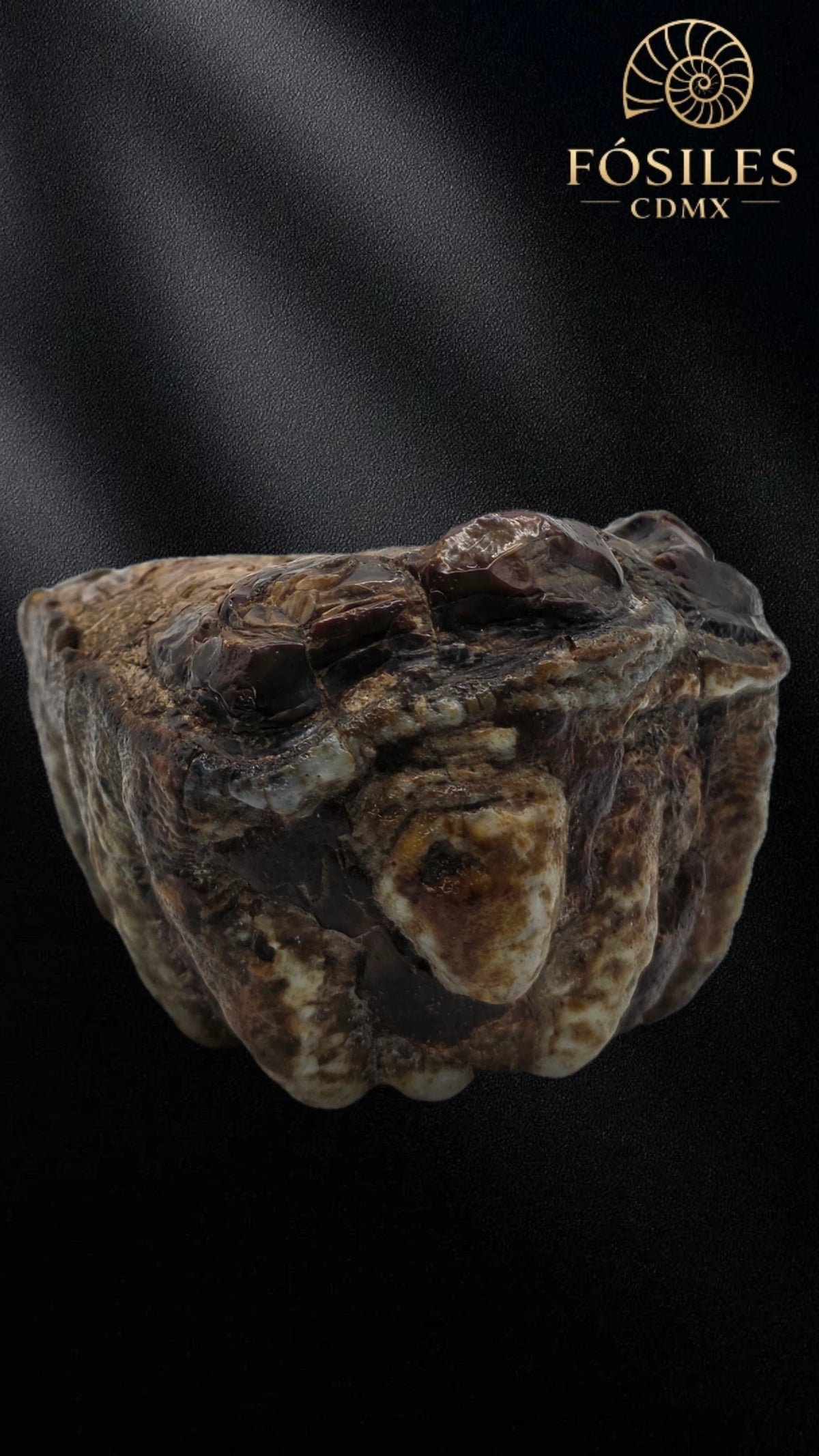 Molar de stegodon florencis