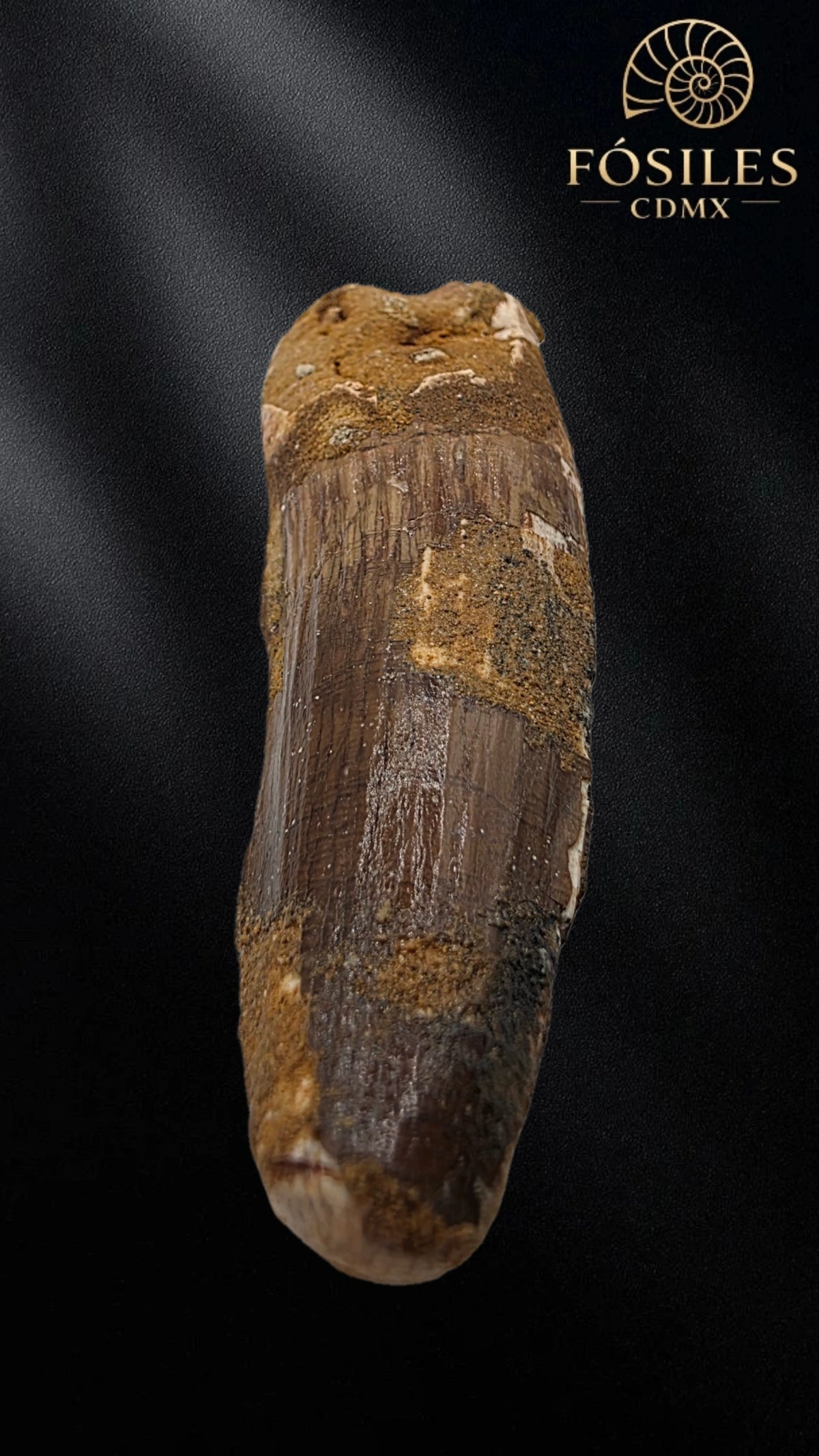 Diente grande de spinosaurus