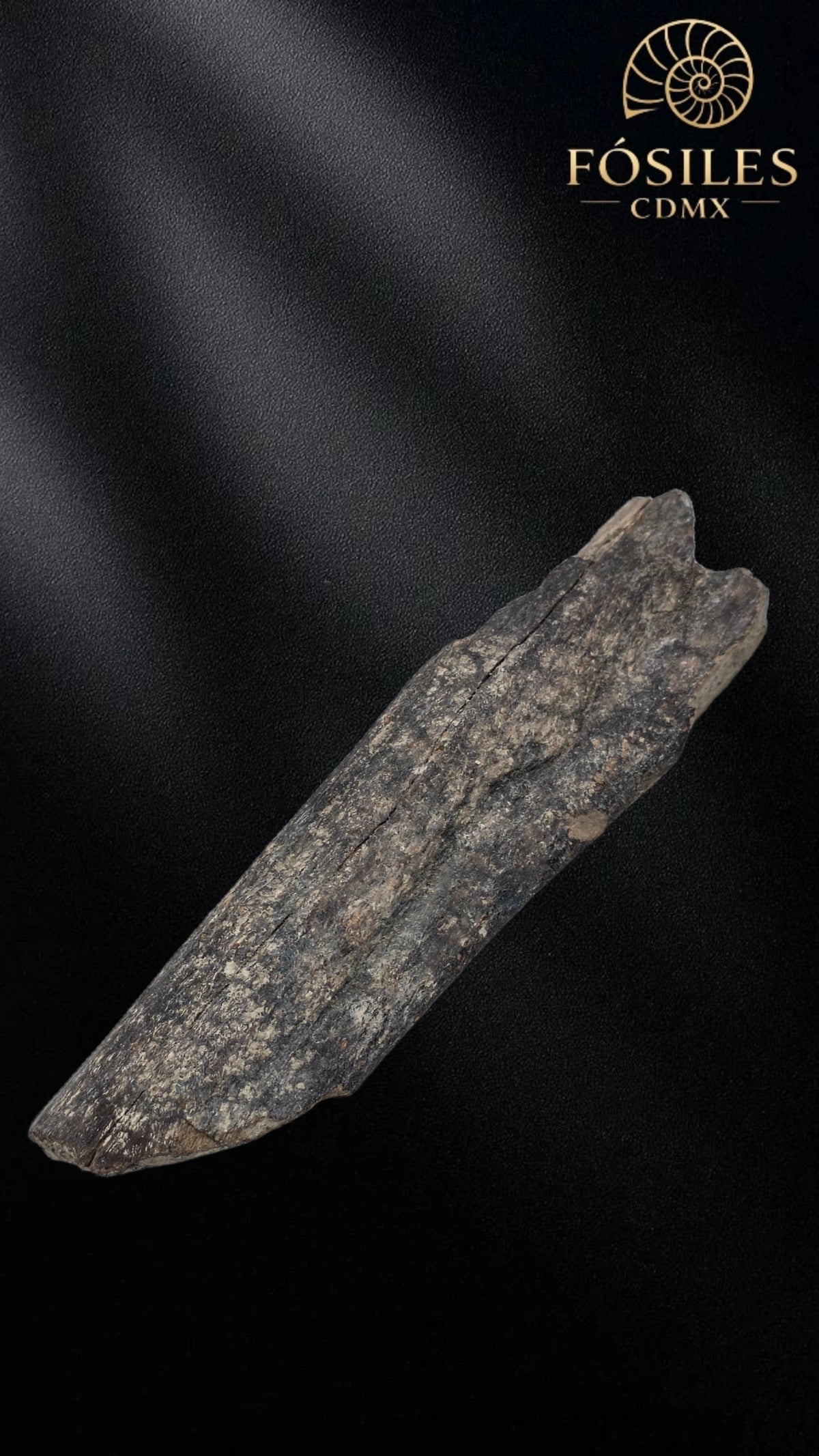 Fragmento de hueso de mamut #2