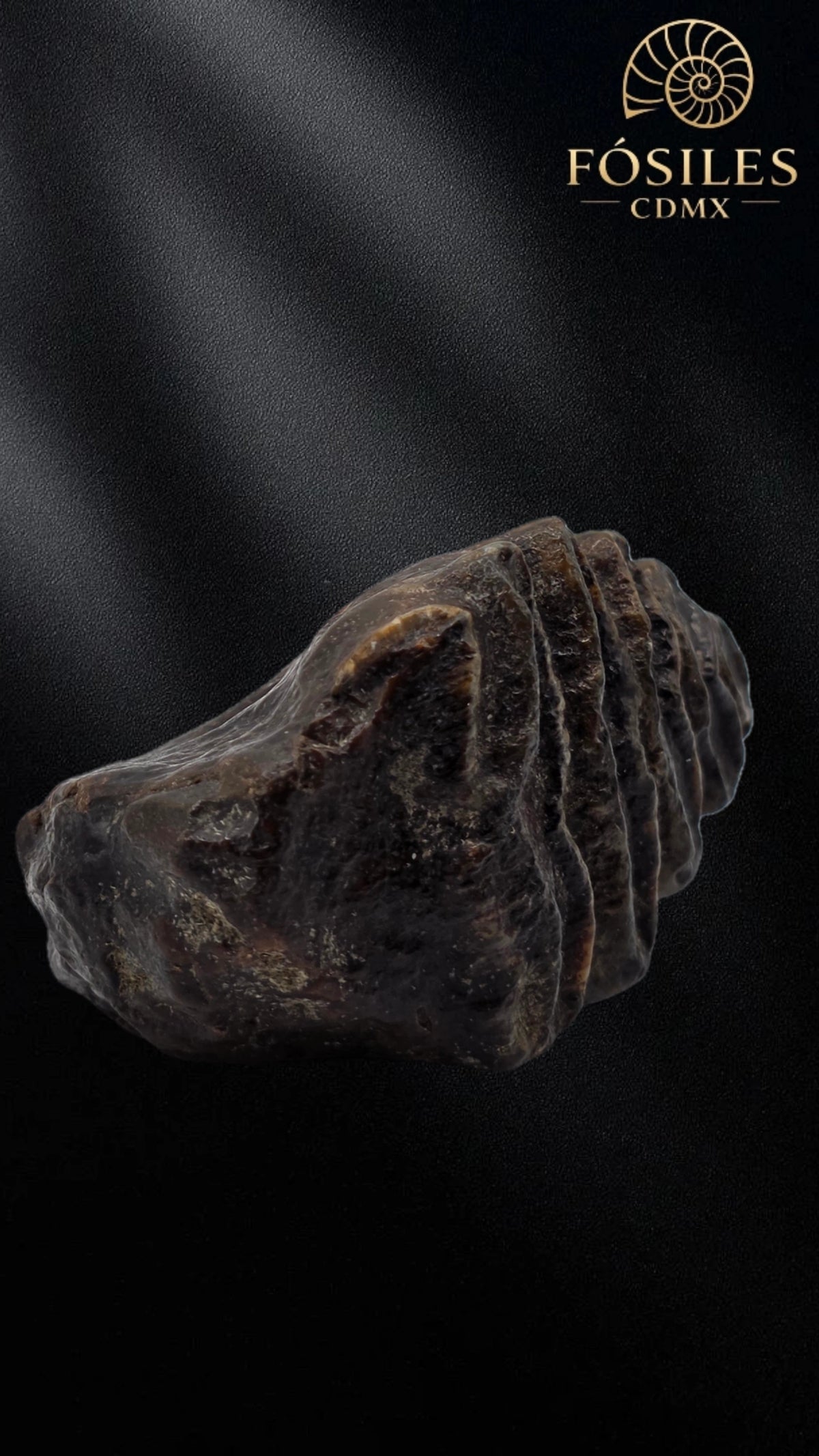 Molar de stegodon florensis