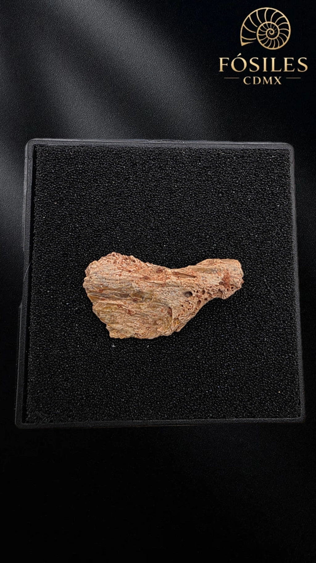 Fragmento de mandibula de dinosaurio