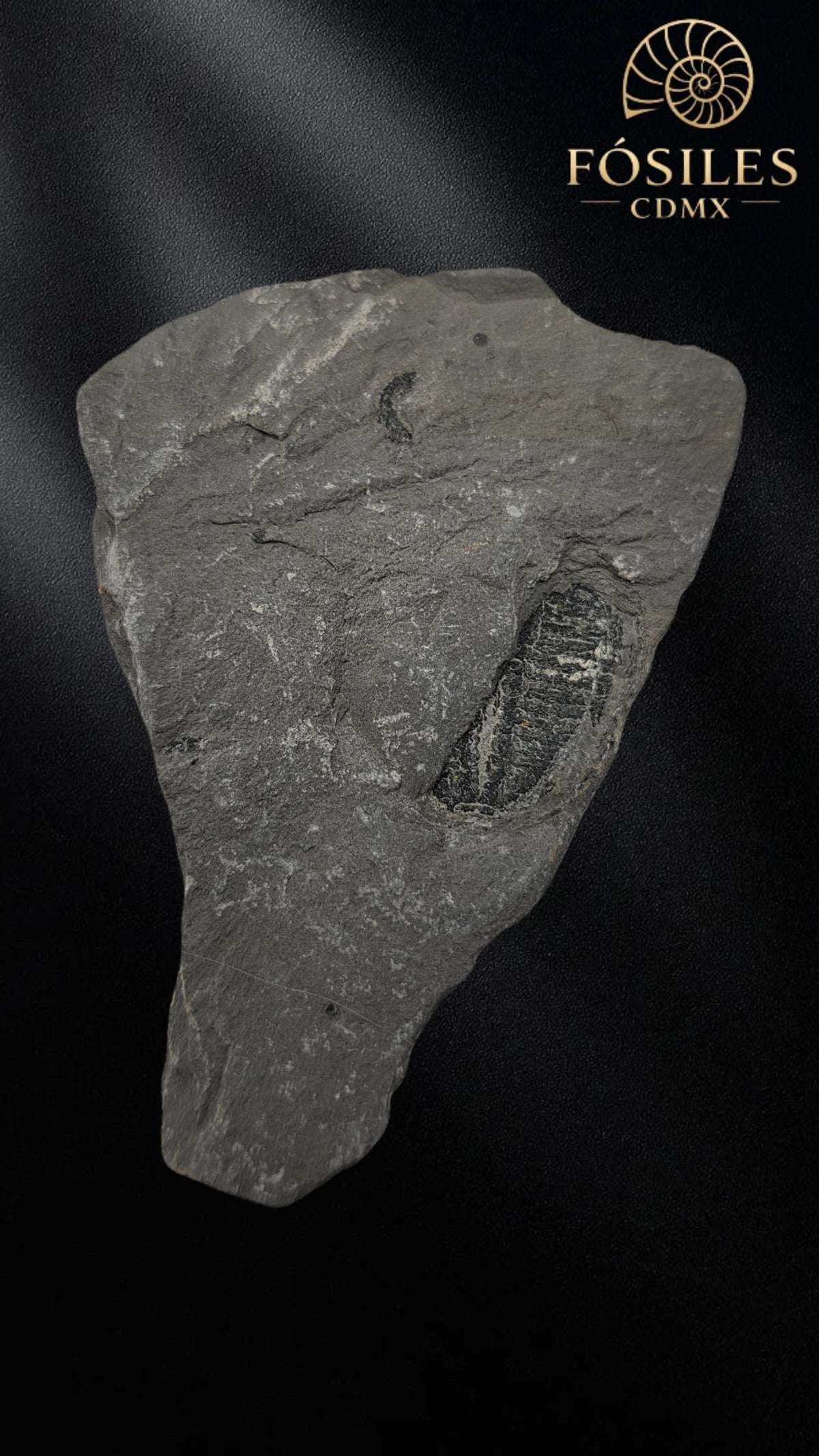Trilobite elrathia kingii #3