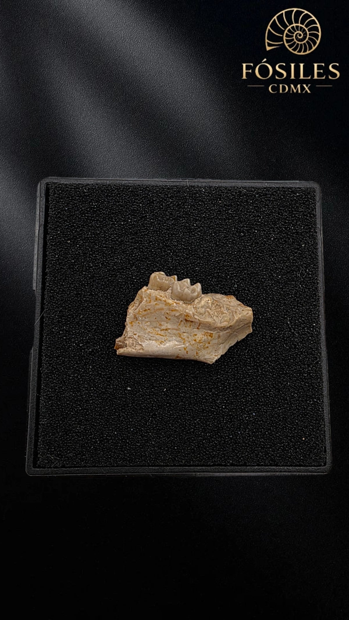 Mandibula con dos dientes de tejón