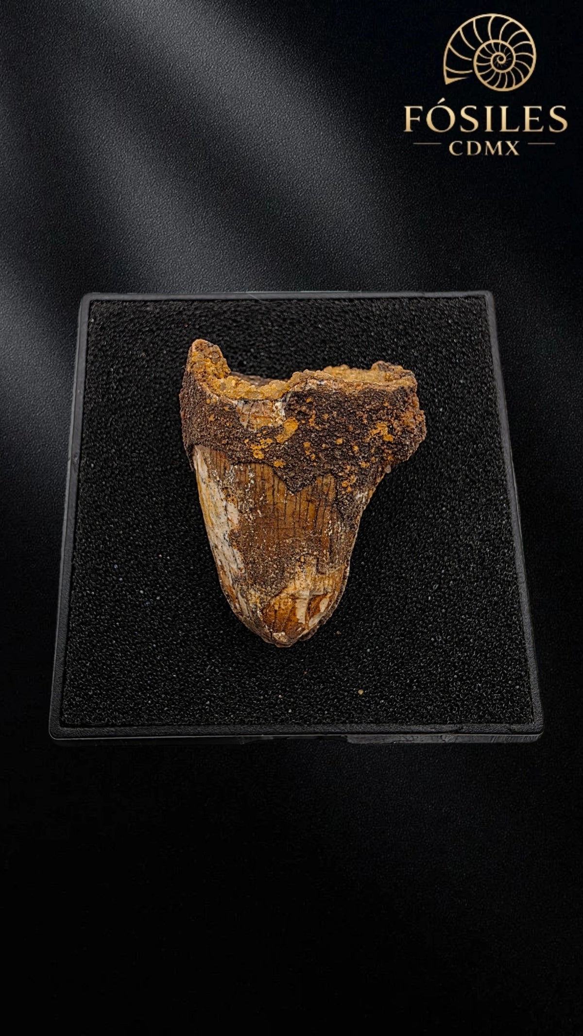 Diente de supercocodrilo (Sarcosuchus)