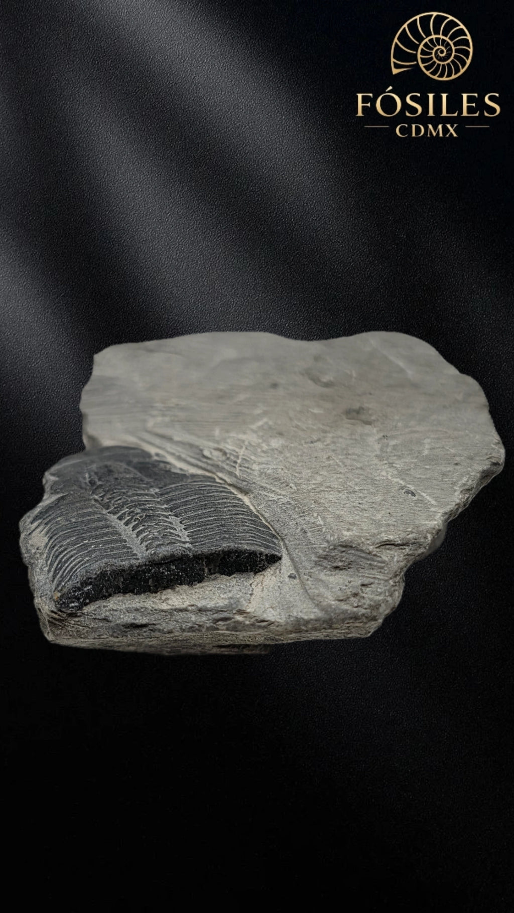 Trilobite elrathia kingii