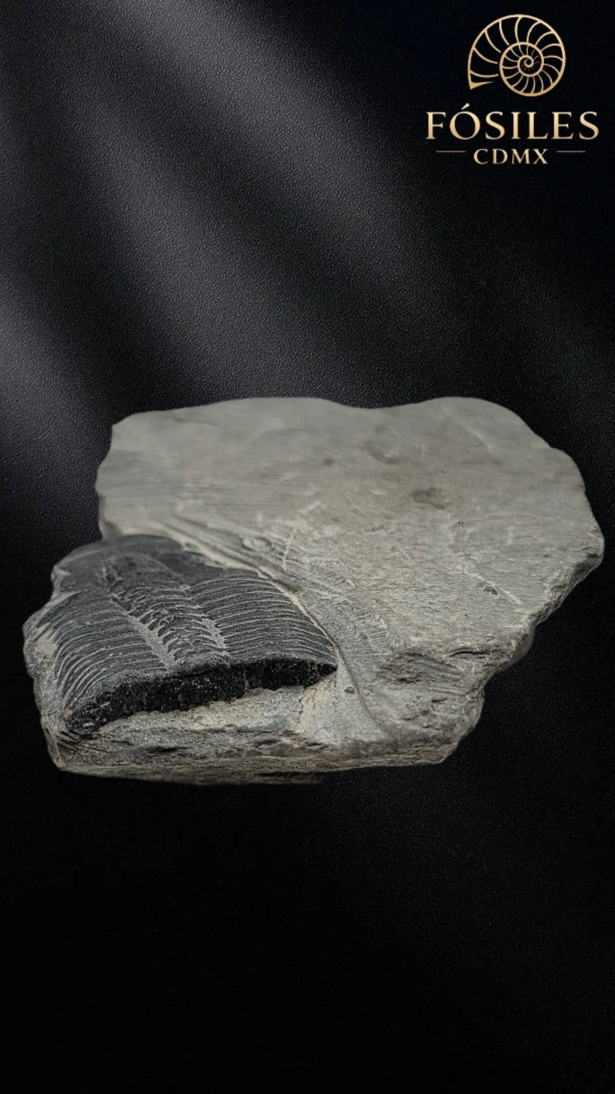 Trilobite elrathia kingii
