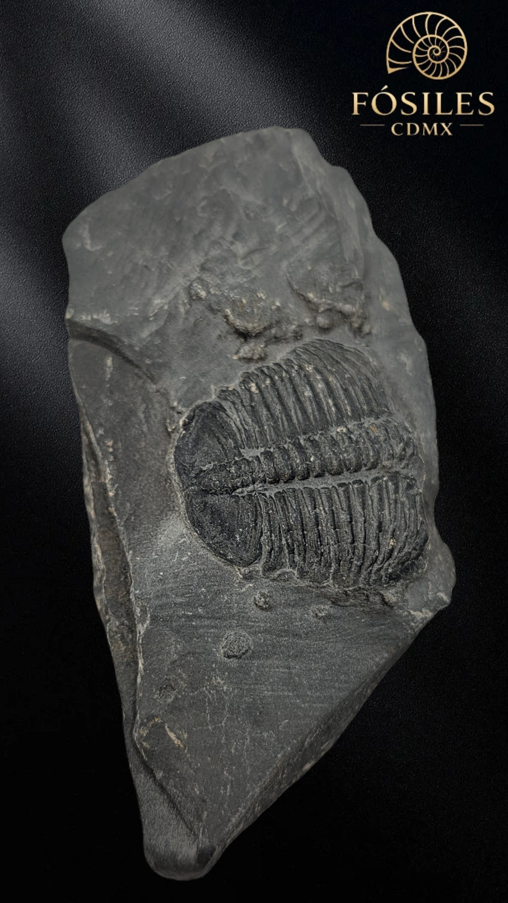 Trilobite elrathia kingii #7