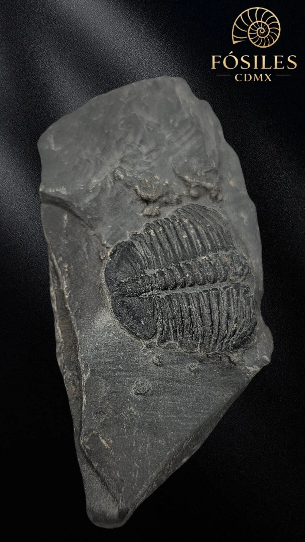 Trilobite elrathia kingii #7