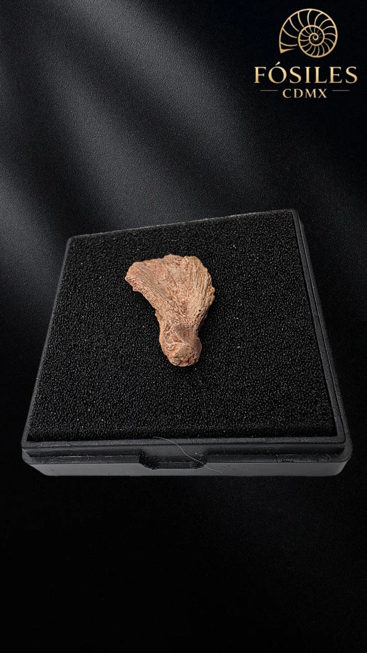 Fragmento de mandibula de dinosaurio