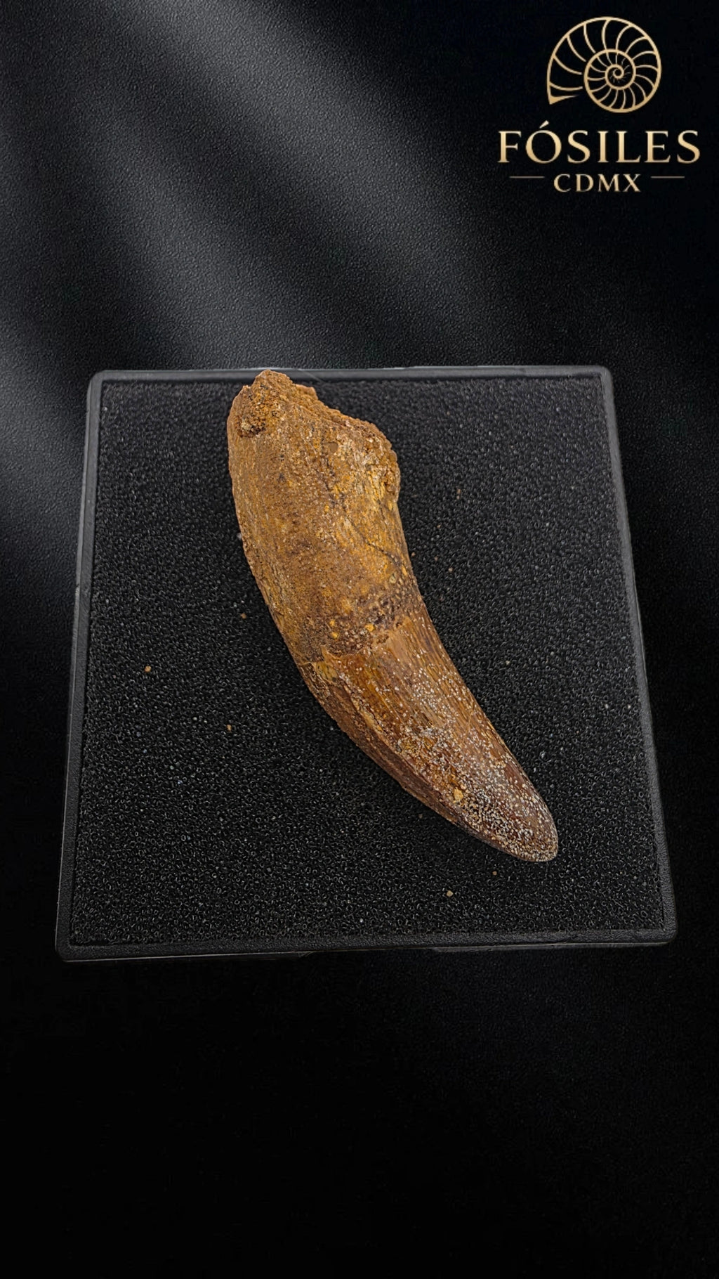 Diente alargado de super cocodrilo (sarcosuchus)