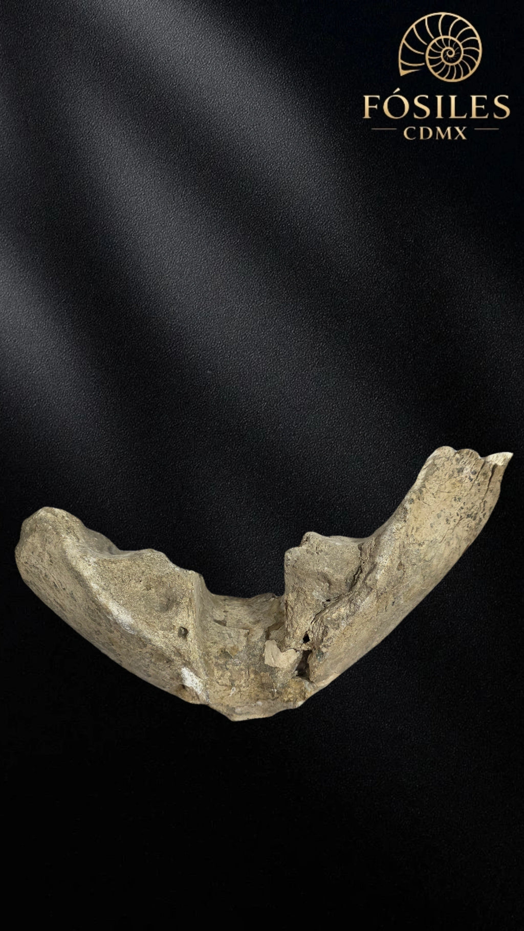 Mandibula de mamut