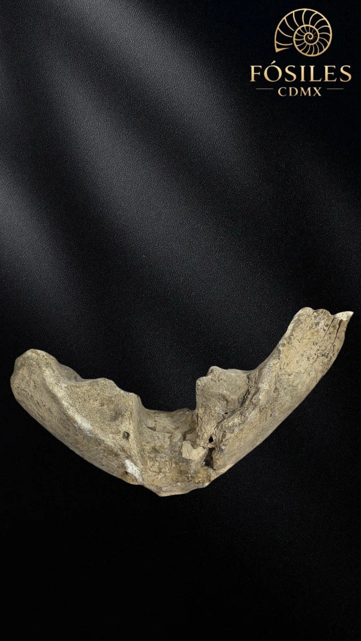 Mandibula de mamut