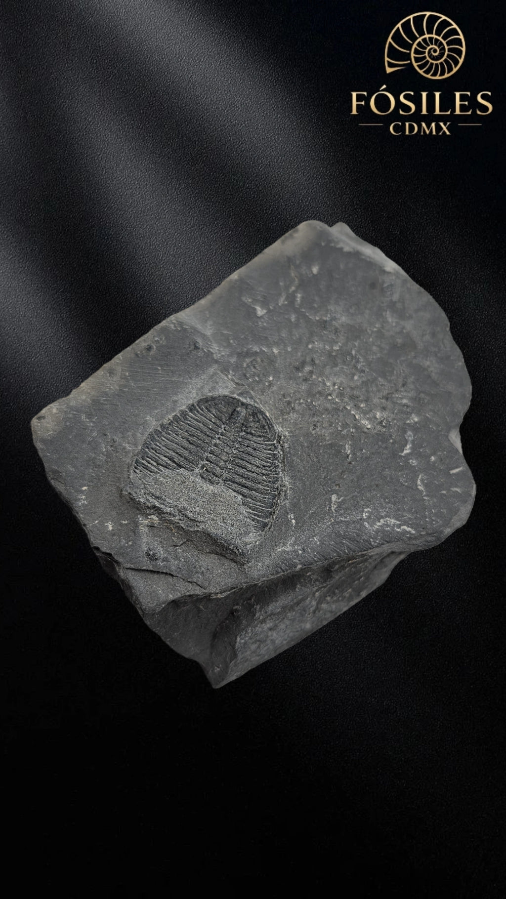 Trilobite elrathia kingii #6