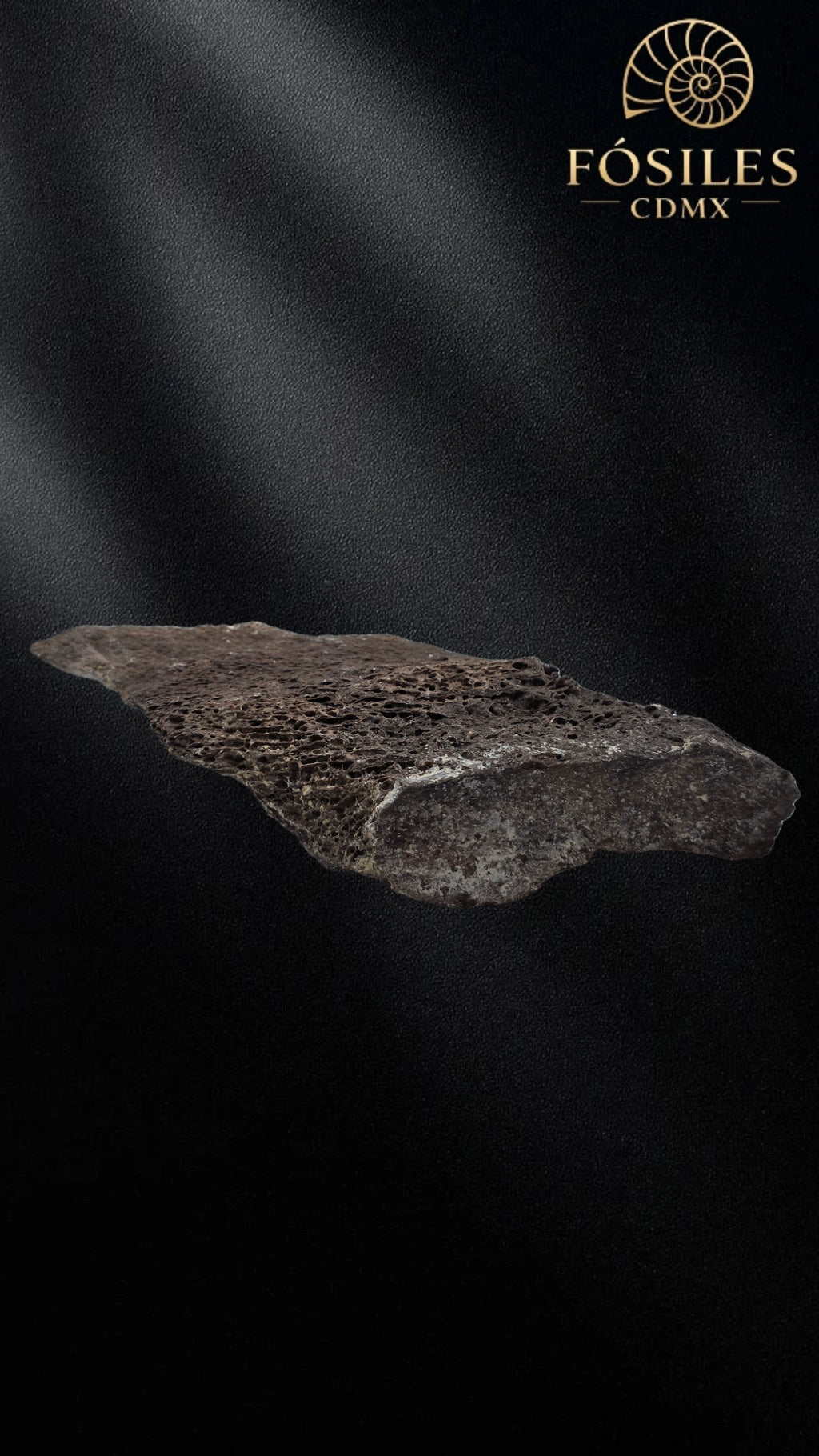 Fragmento de hueso de mamut #6