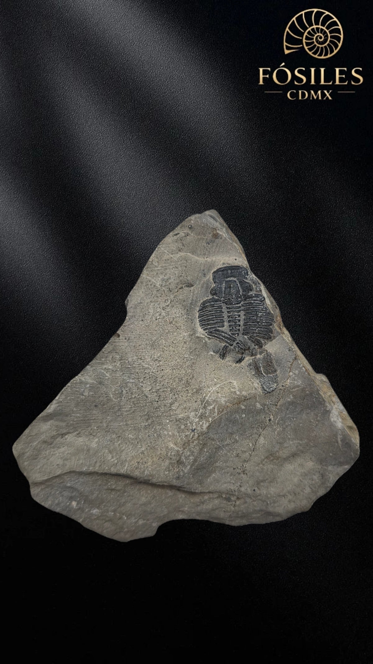 Trilobite elrathia kingii #8