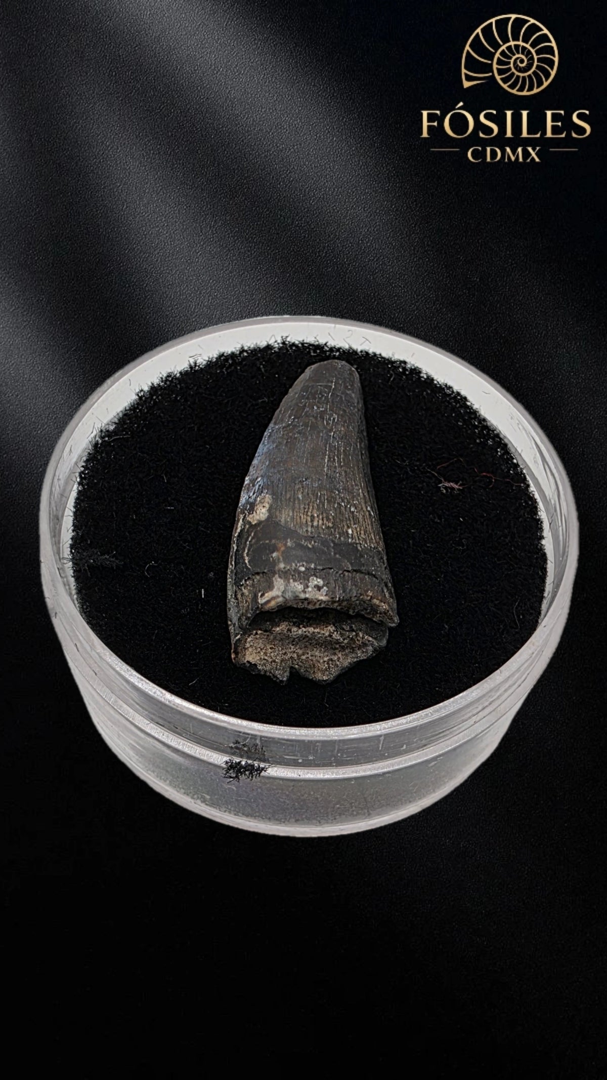 Diente de kaprosuchus (cocodrilo)