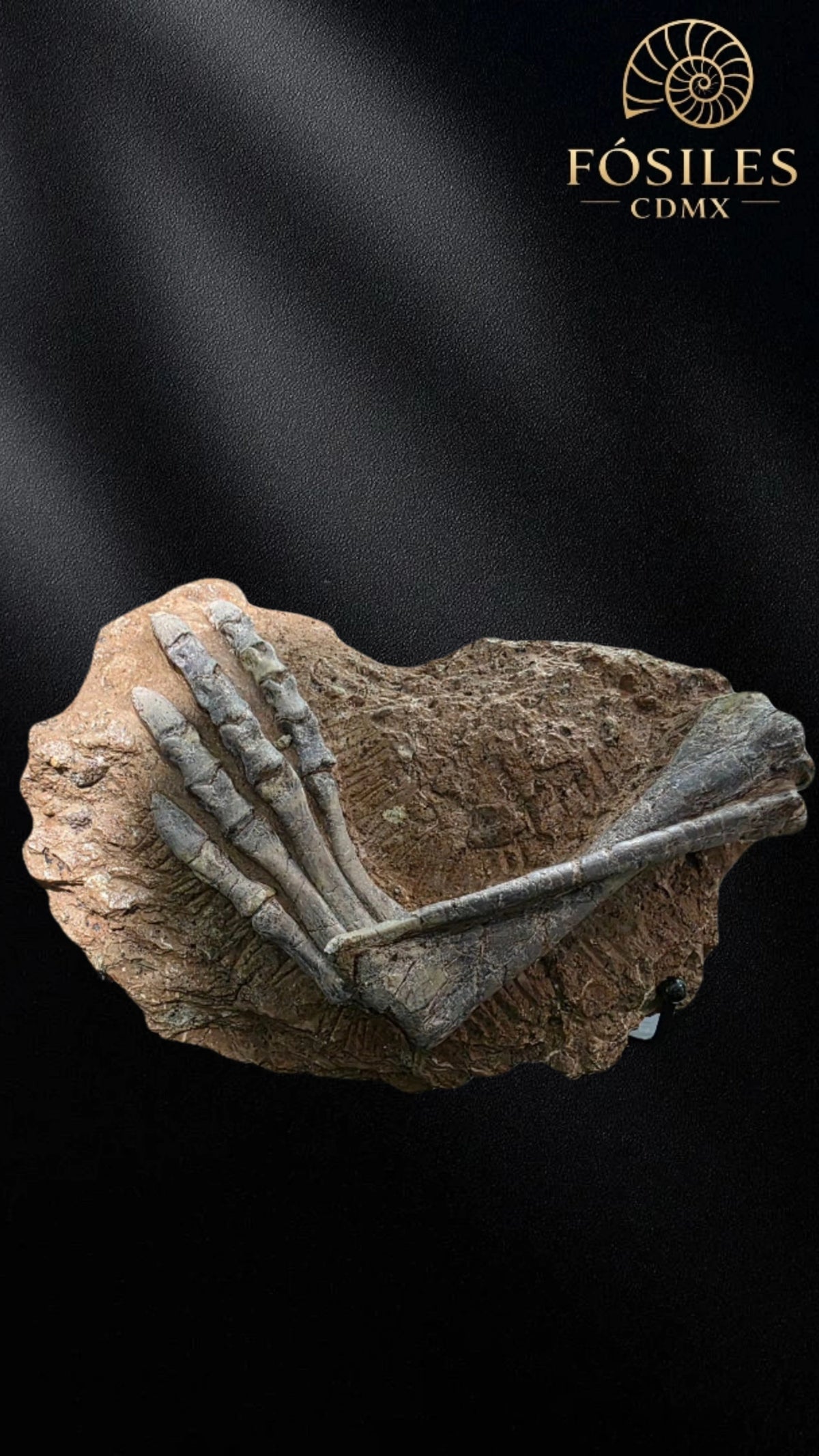 Pata de dinosaurio (psittacosaurus)