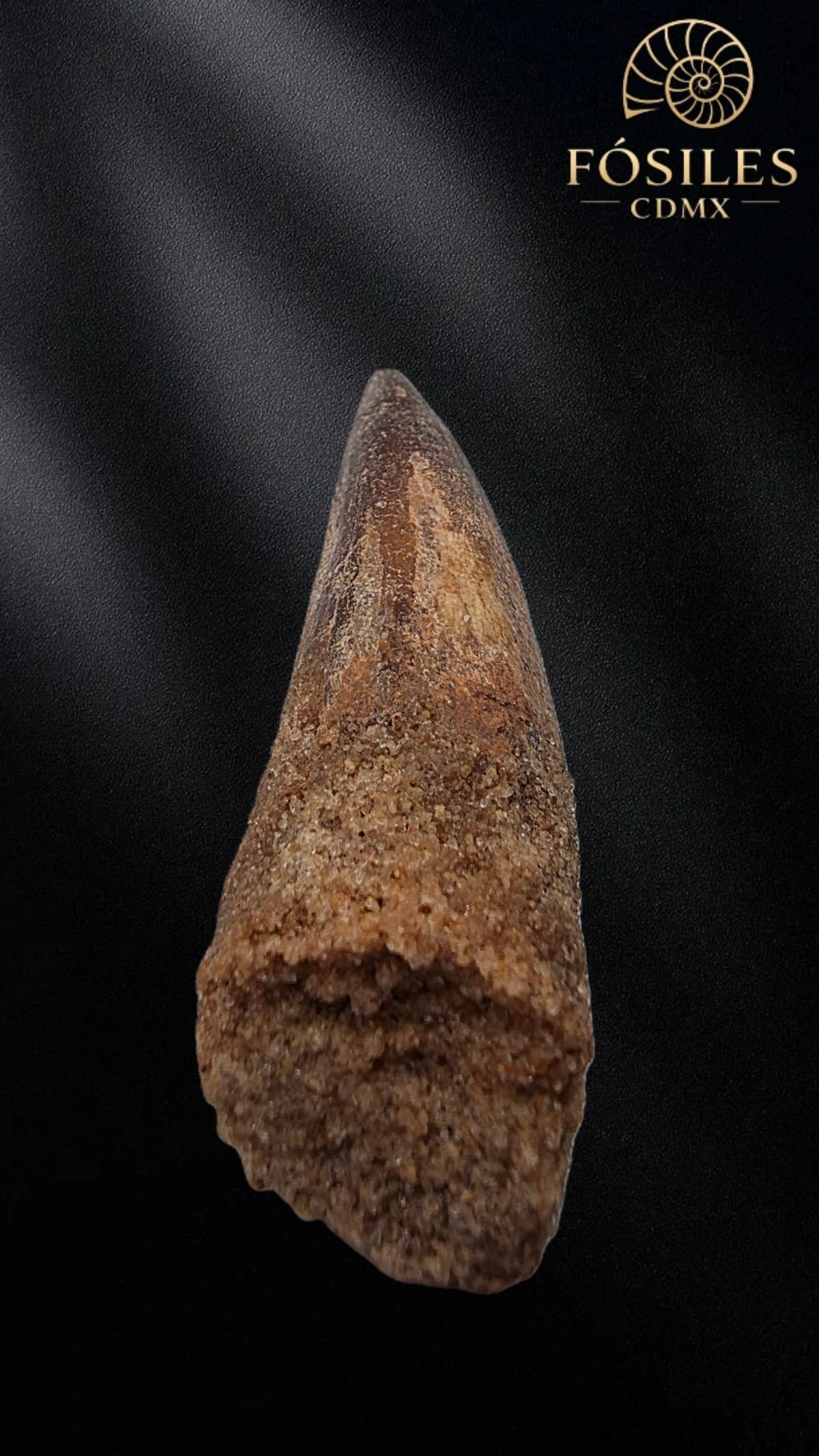 Diente grande de spinosaurus