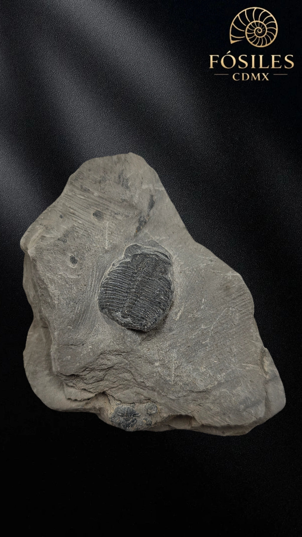 Trilobite elrathia kingii #5