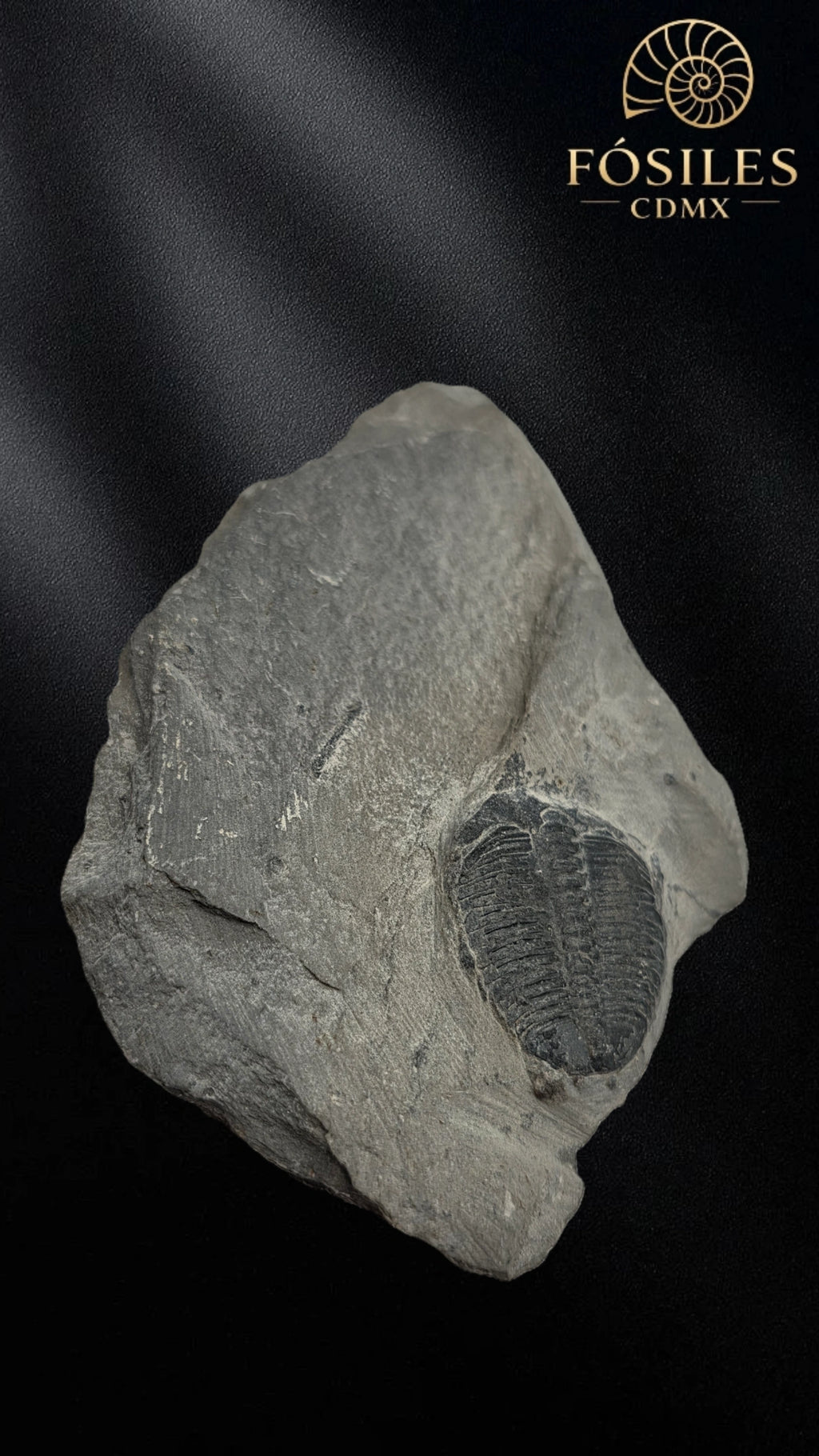 Trilobite elrathia kingii #2