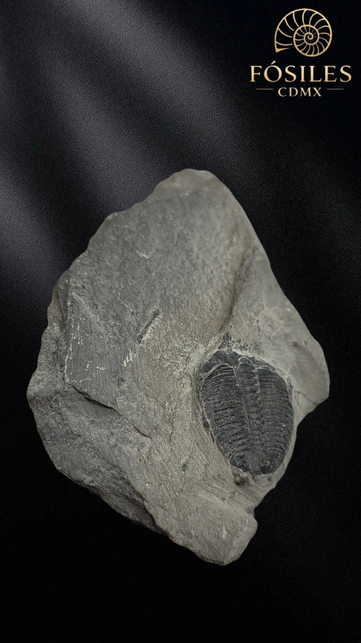 Trilobite elrathia kingii #2