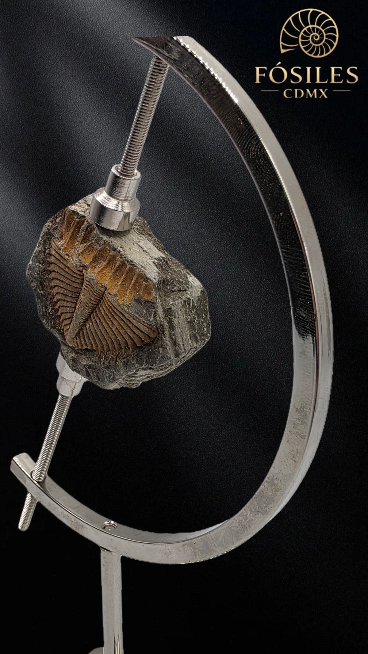 Trilobite coronocephalus #5