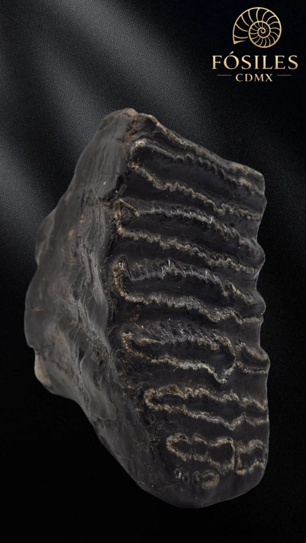 Molar de stegodon florensis