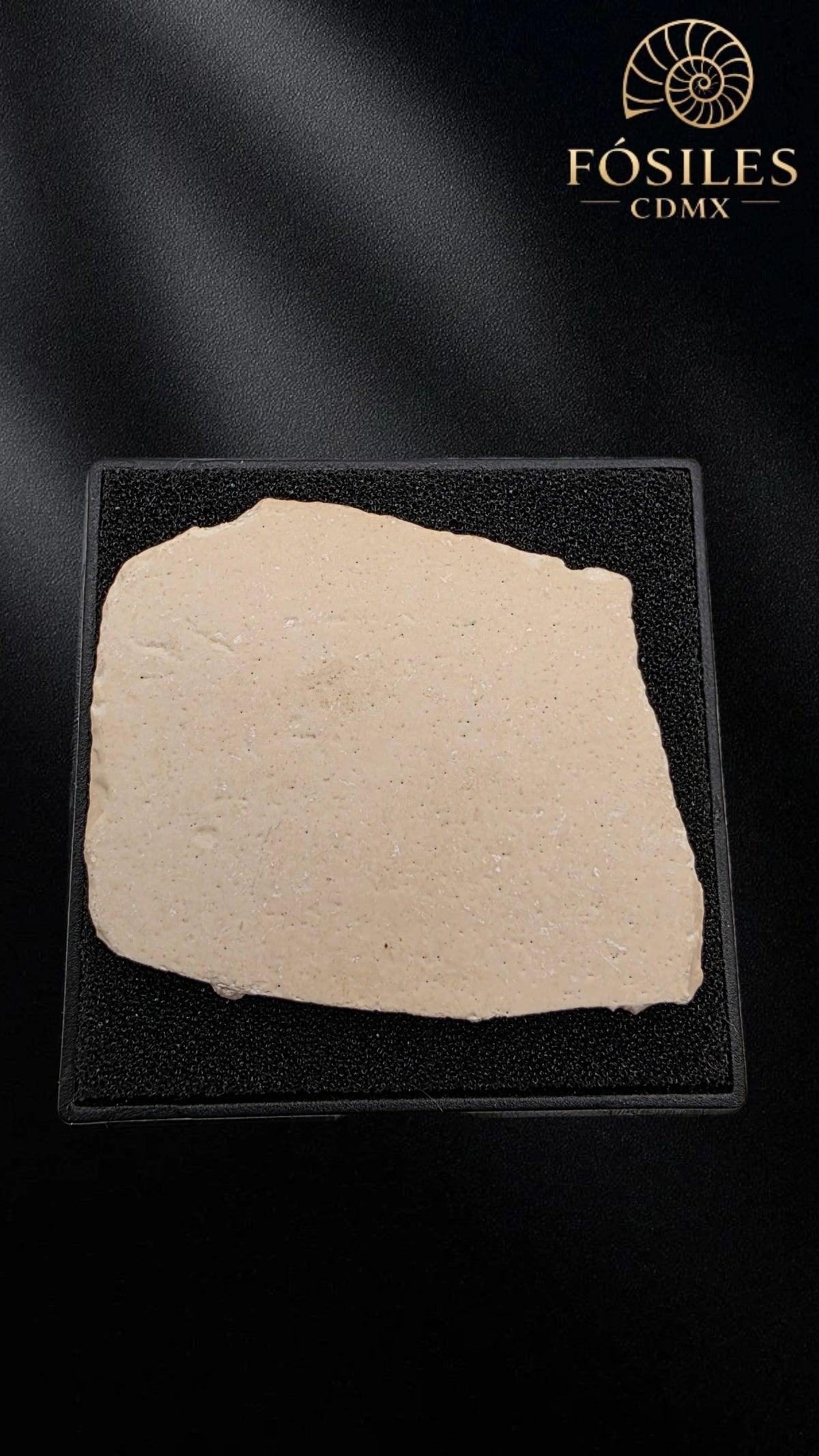 Fragmento de cascaron de ave elefante