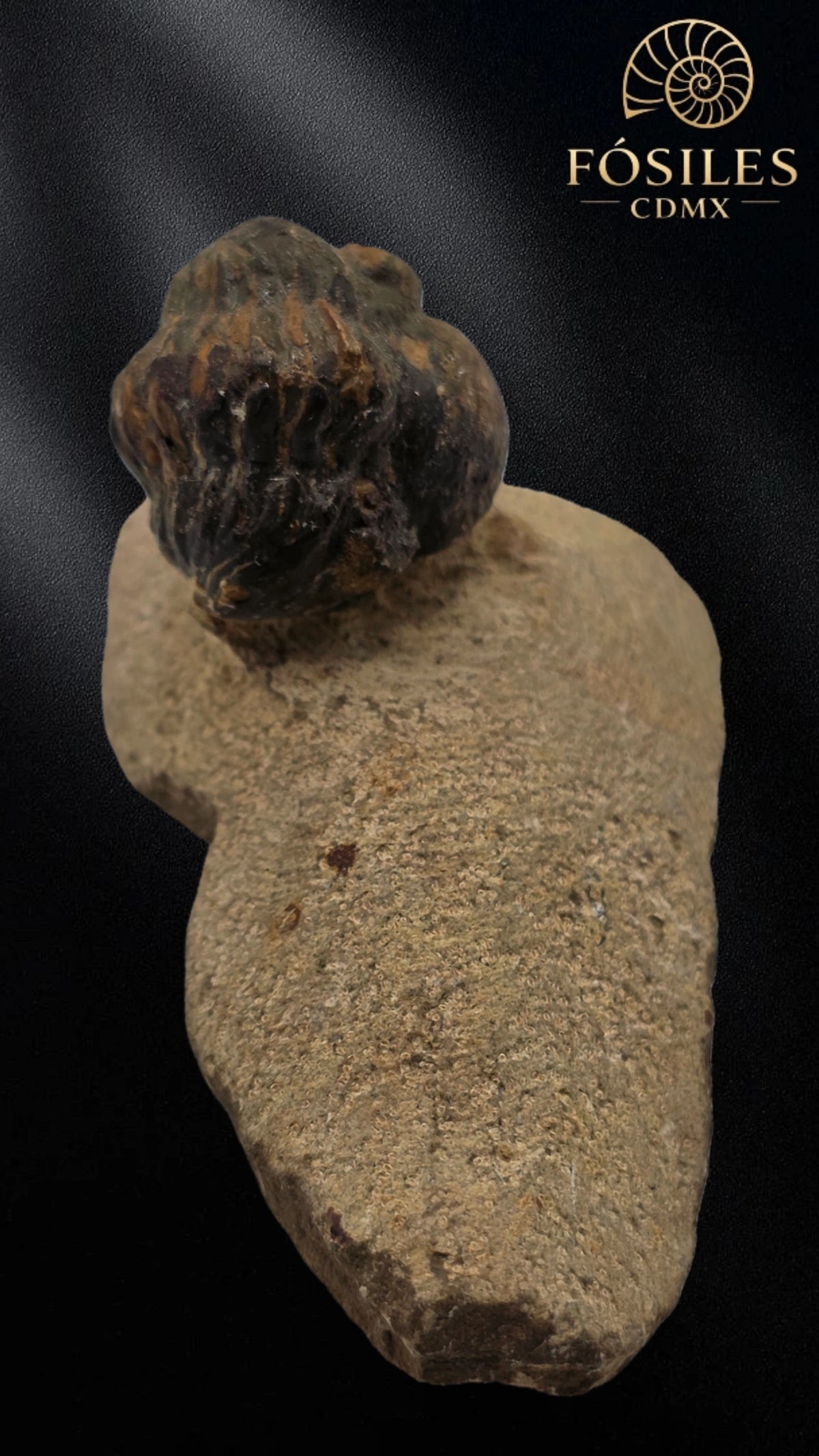 Trilobite enrollado en matriz #4