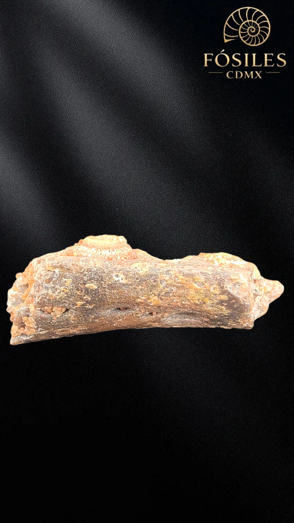 Mandibula de pterosaurio
