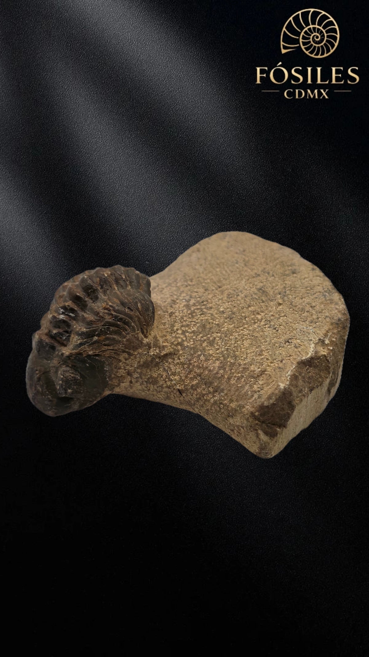 Trilobite enrollado en matriz #5