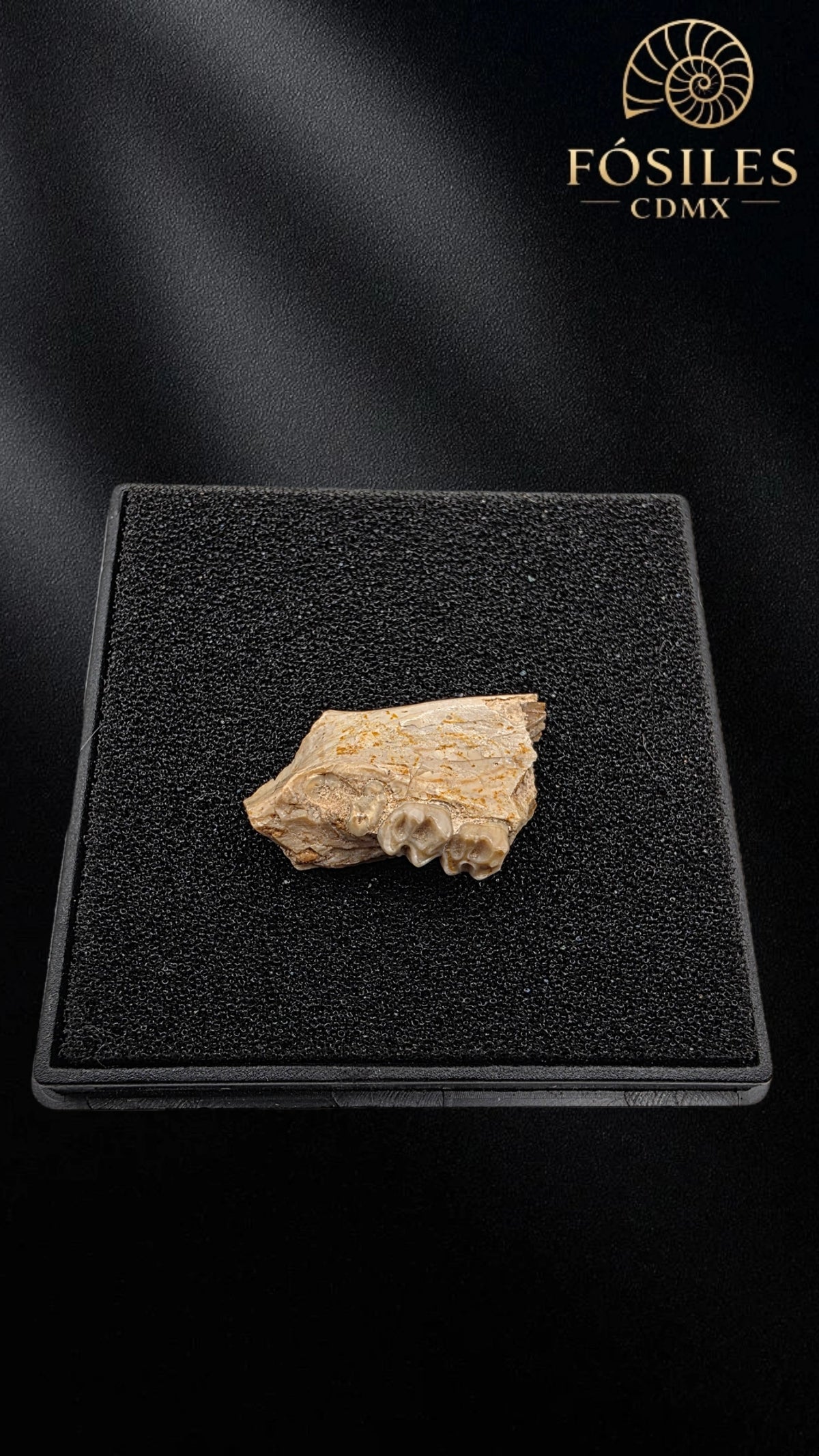 Mandibula con dos dientes de tejón