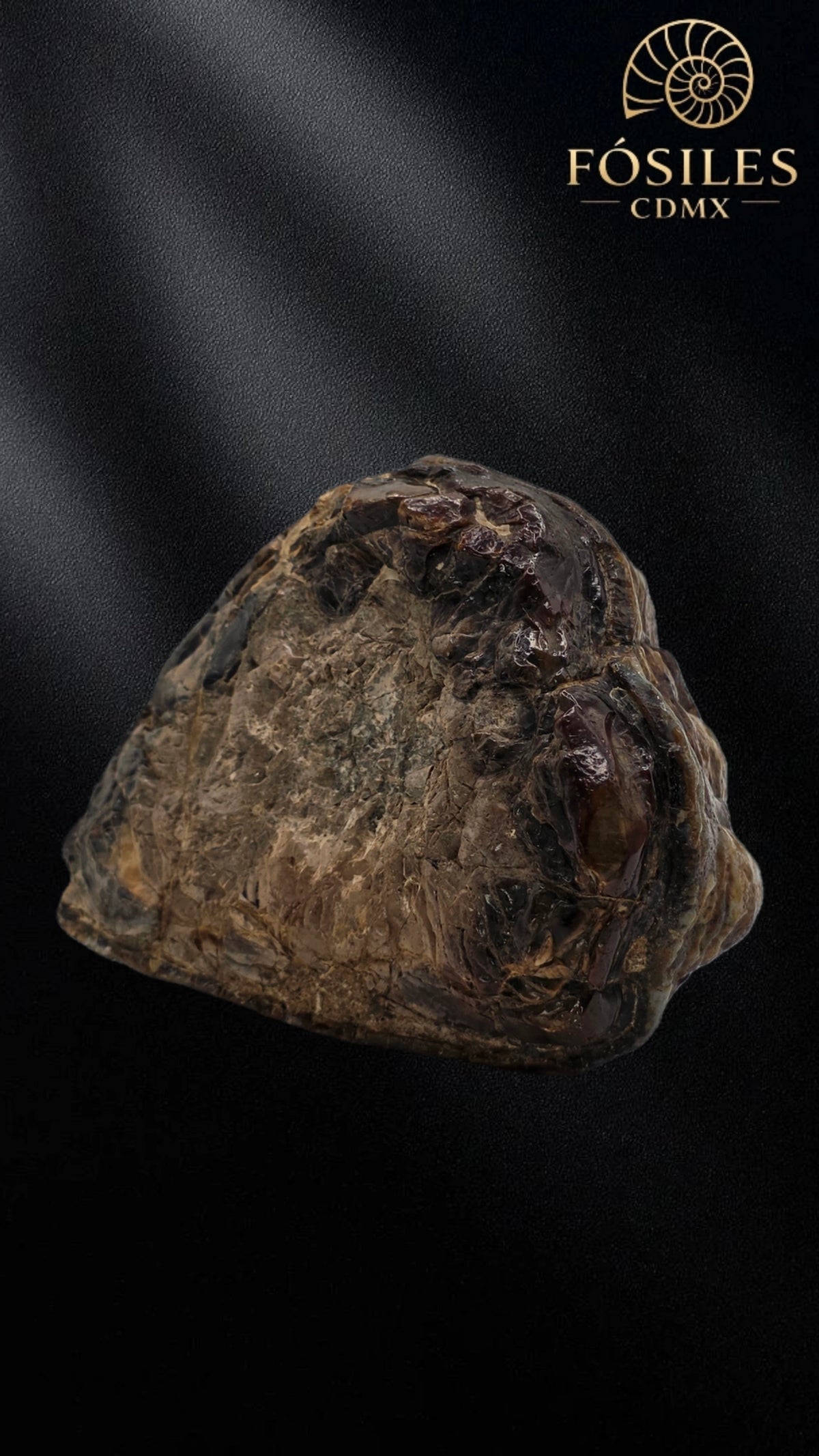 Molar de stegodon florencis