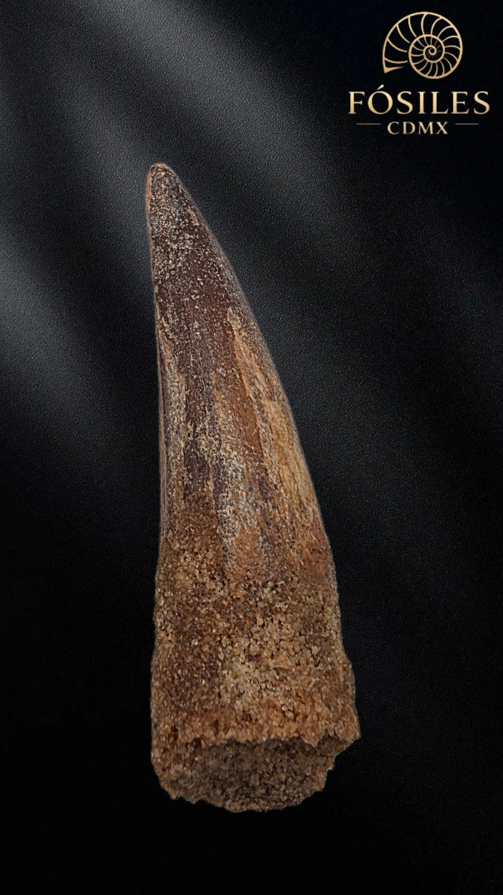 Diente grande de spinosaurus