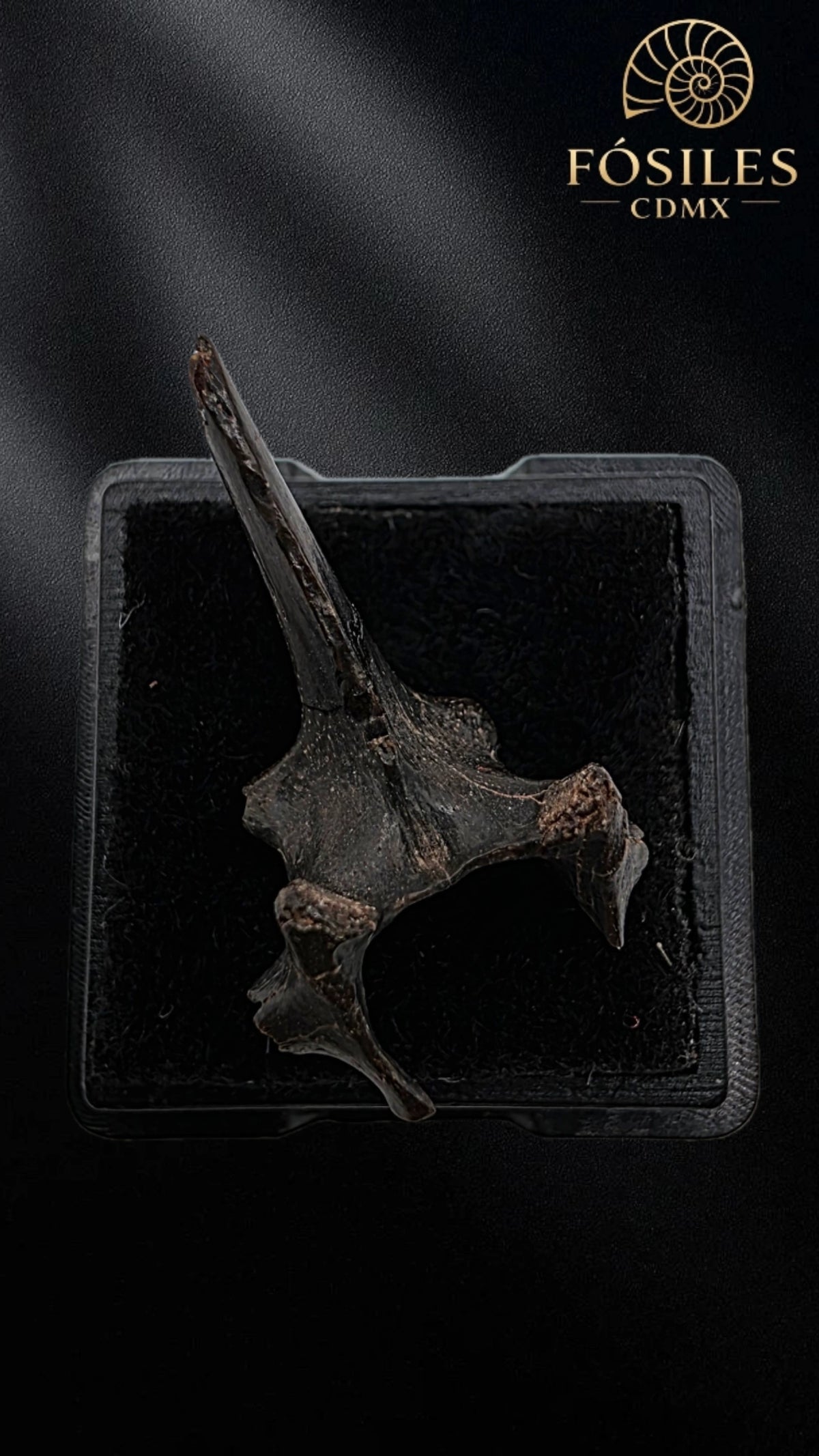 Vertebra de serpiente