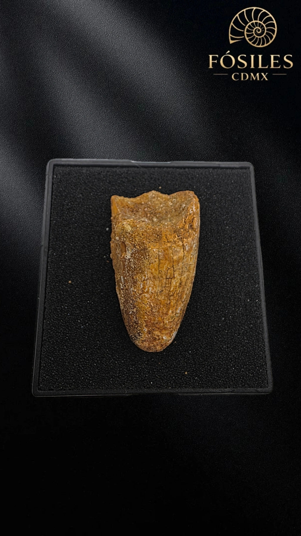 Diente de super cocodrilo (Sarcosuchus)