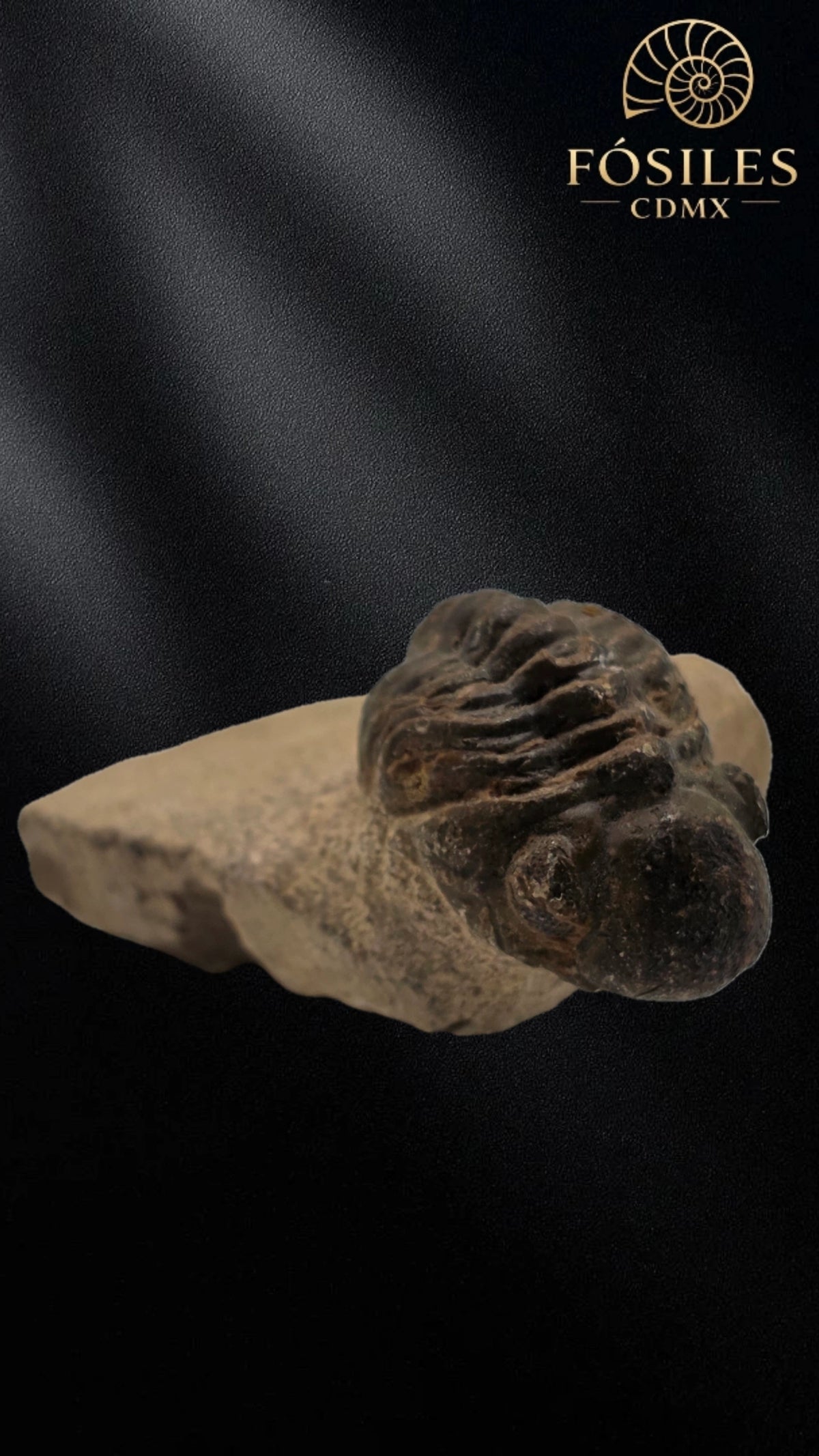 Trilobite enrollado en matriz #5