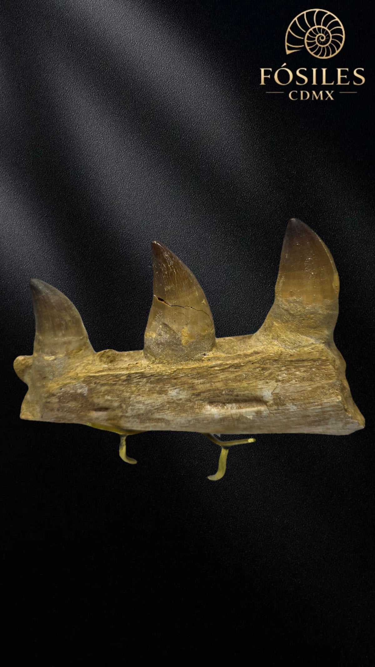 Mandibula de mosasaurio