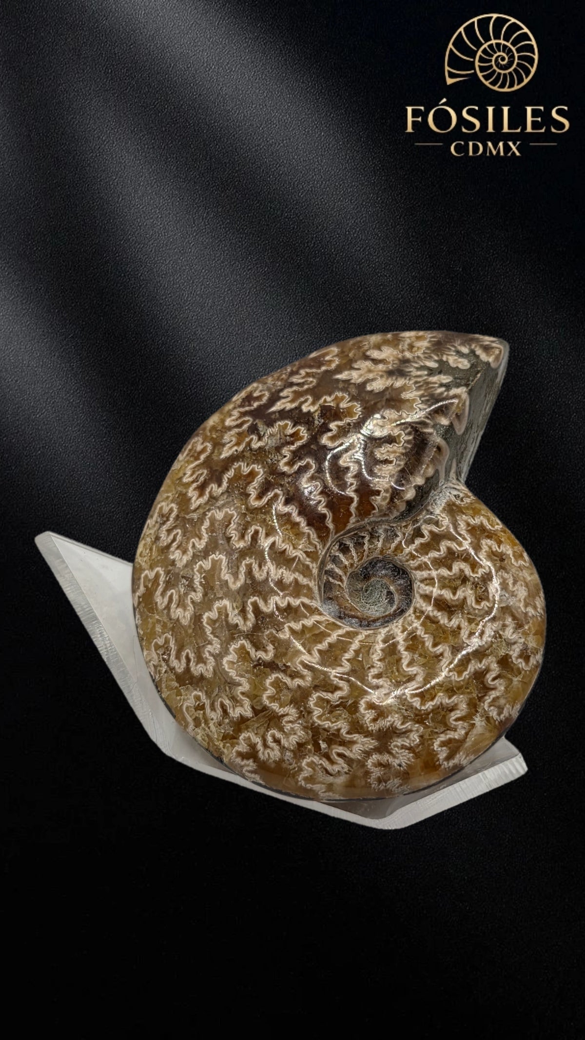 Amonite cleoniceras -8cm
