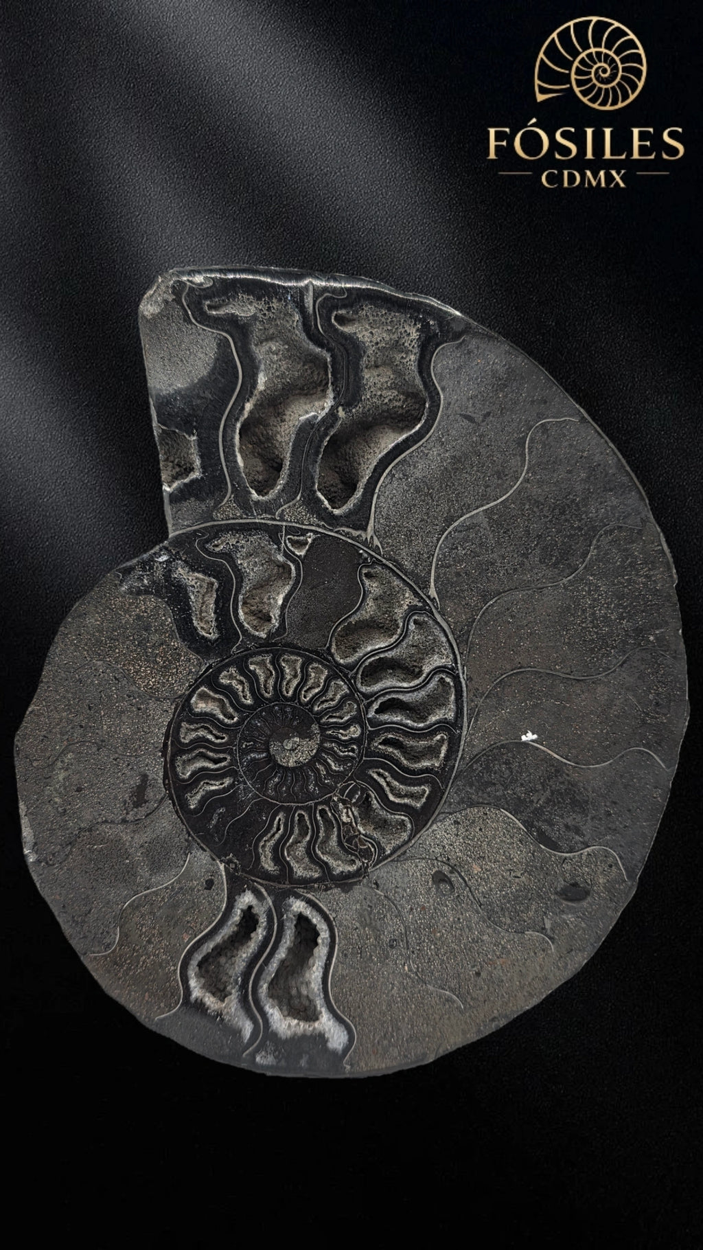 Amonite cleoniceras negro -15cm